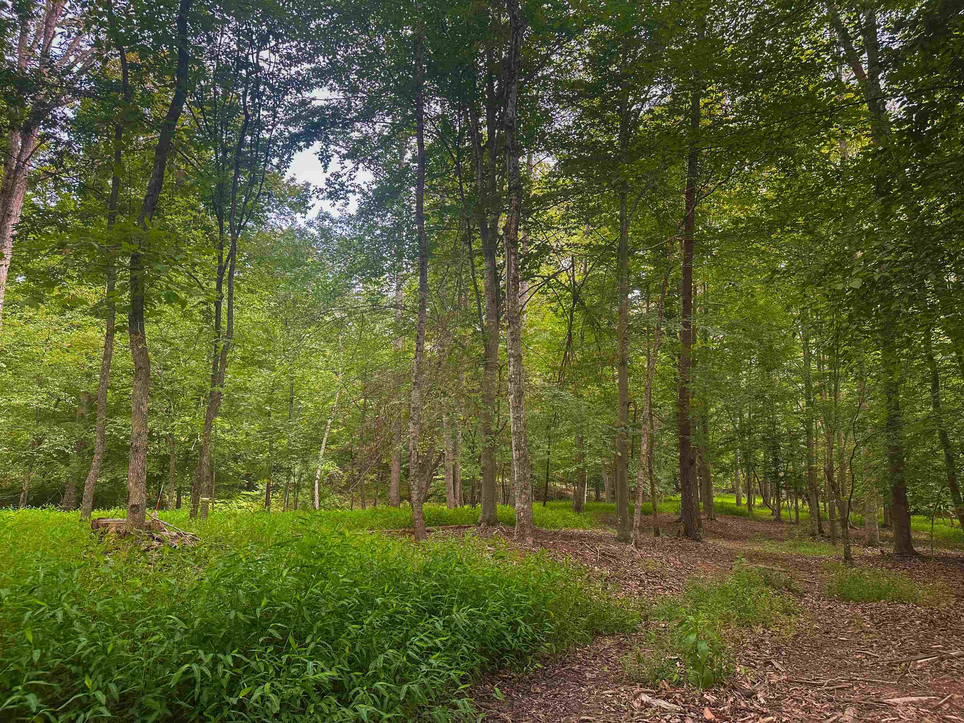 Lot 6 GILBERT STATION RD, BARBOURSVILLE, Virginia 22923, ,Land,Lot 6 GILBERT STATION RD,680432 MLS # 680432 Lot 6 GILBERT STATION RD, BARBOURSVILLE, Virginia 22923, ,Land,Lot 6 GILBERT STATION RD,680432 MLS # 680432