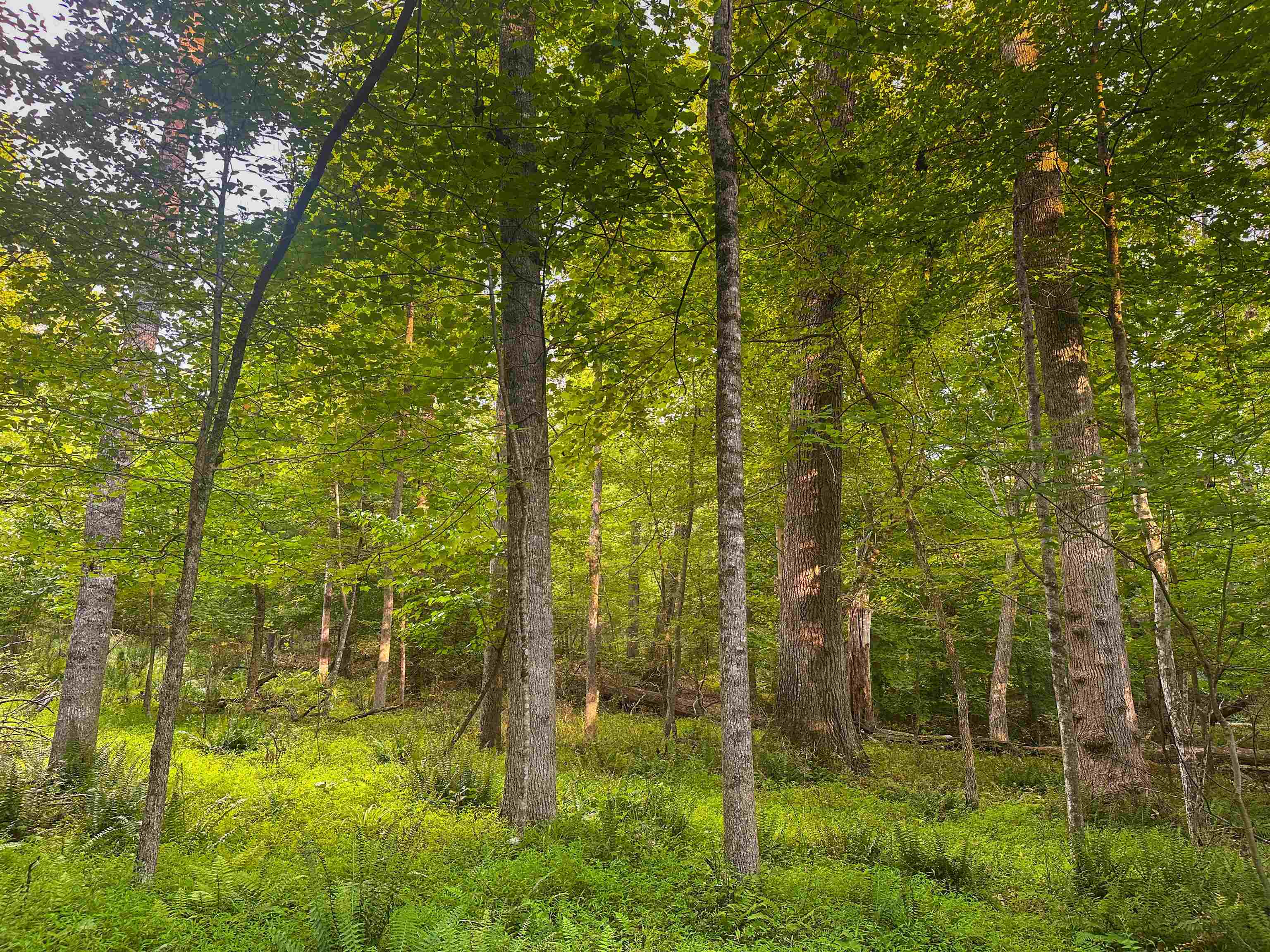 Lot 6 GILBERT STATION RD, BARBOURSVILLE, Virginia 22923, ,Land,Lot 6 GILBERT STATION RD,680432 MLS # 680432 Lot 6 GILBERT STATION RD, BARBOURSVILLE, Virginia 22923, ,Land,Lot 6 GILBERT STATION RD,680432 MLS # 680432