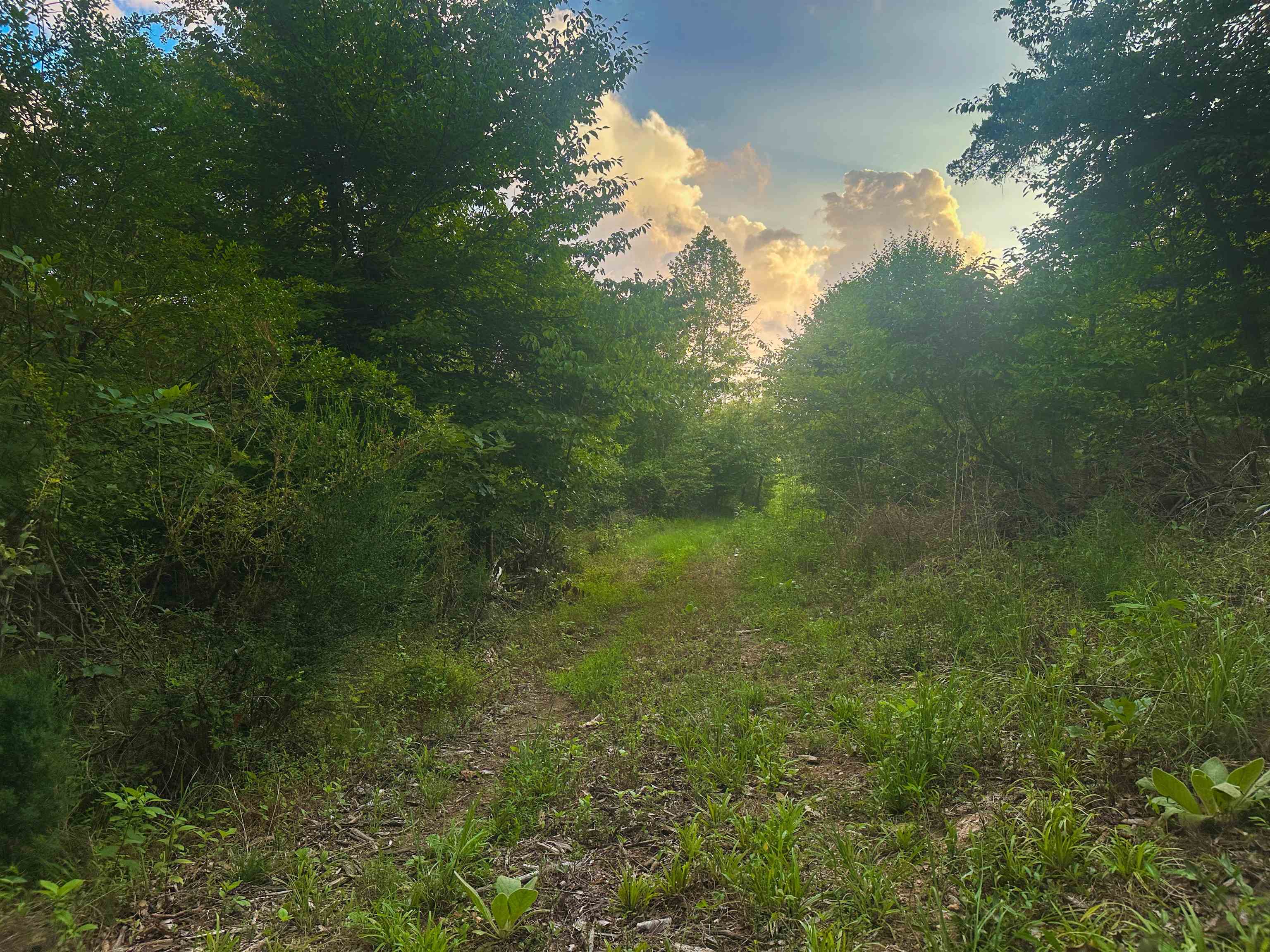 Lot 6 GILBERT STATION RD, BARBOURSVILLE, Virginia 22923, ,Land,Lot 6 GILBERT STATION RD,680432 MLS # 680432 Lot 6 GILBERT STATION RD, BARBOURSVILLE, Virginia 22923, ,Land,Lot 6 GILBERT STATION RD,680432 MLS # 680432