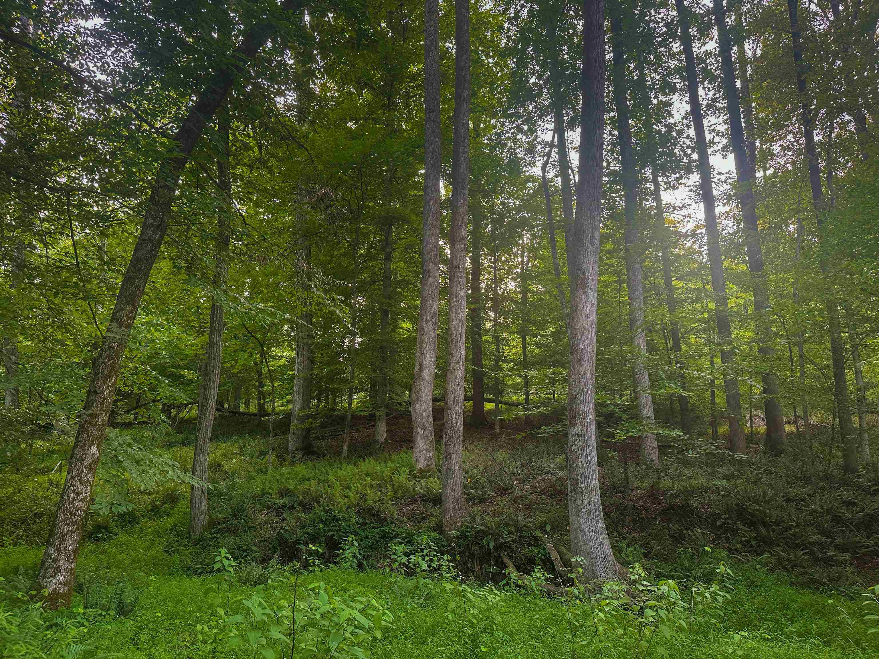 Lot 6 GILBERT STATION RD, BARBOURSVILLE, Virginia 22923, ,Land,Lot 6 GILBERT STATION RD,680432 MLS # 680432 Lot 6 GILBERT STATION RD, BARBOURSVILLE, Virginia 22923, ,Land,Lot 6 GILBERT STATION RD,680432 MLS # 680432
