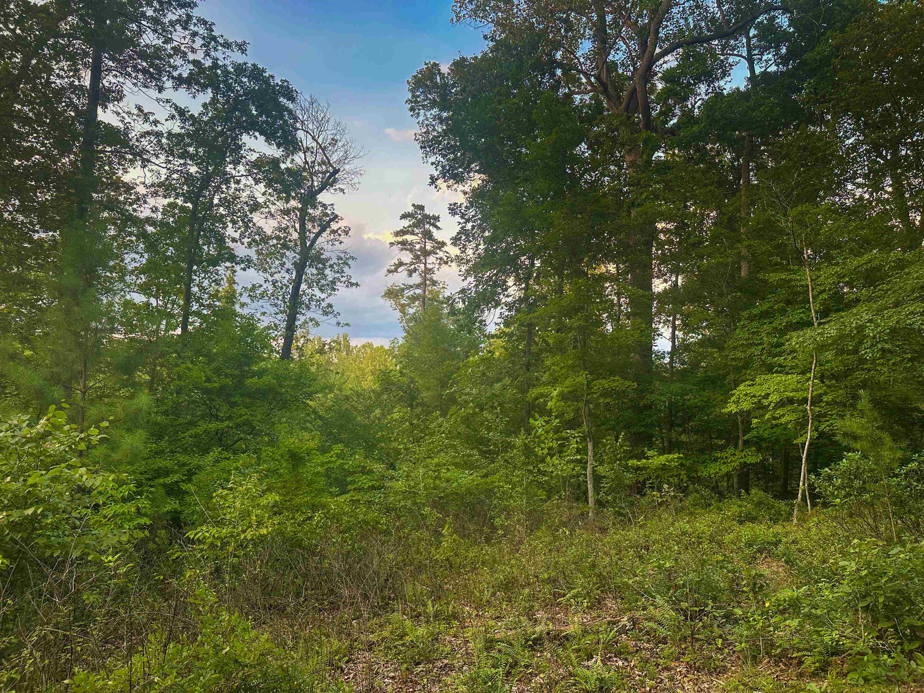 Lot 6 GILBERT STATION RD, BARBOURSVILLE, Virginia 22923, ,Land,Lot 6 GILBERT STATION RD,680432 MLS # 680432 Lot 6 GILBERT STATION RD, BARBOURSVILLE, Virginia 22923, ,Land,Lot 6 GILBERT STATION RD,680432 MLS # 680432