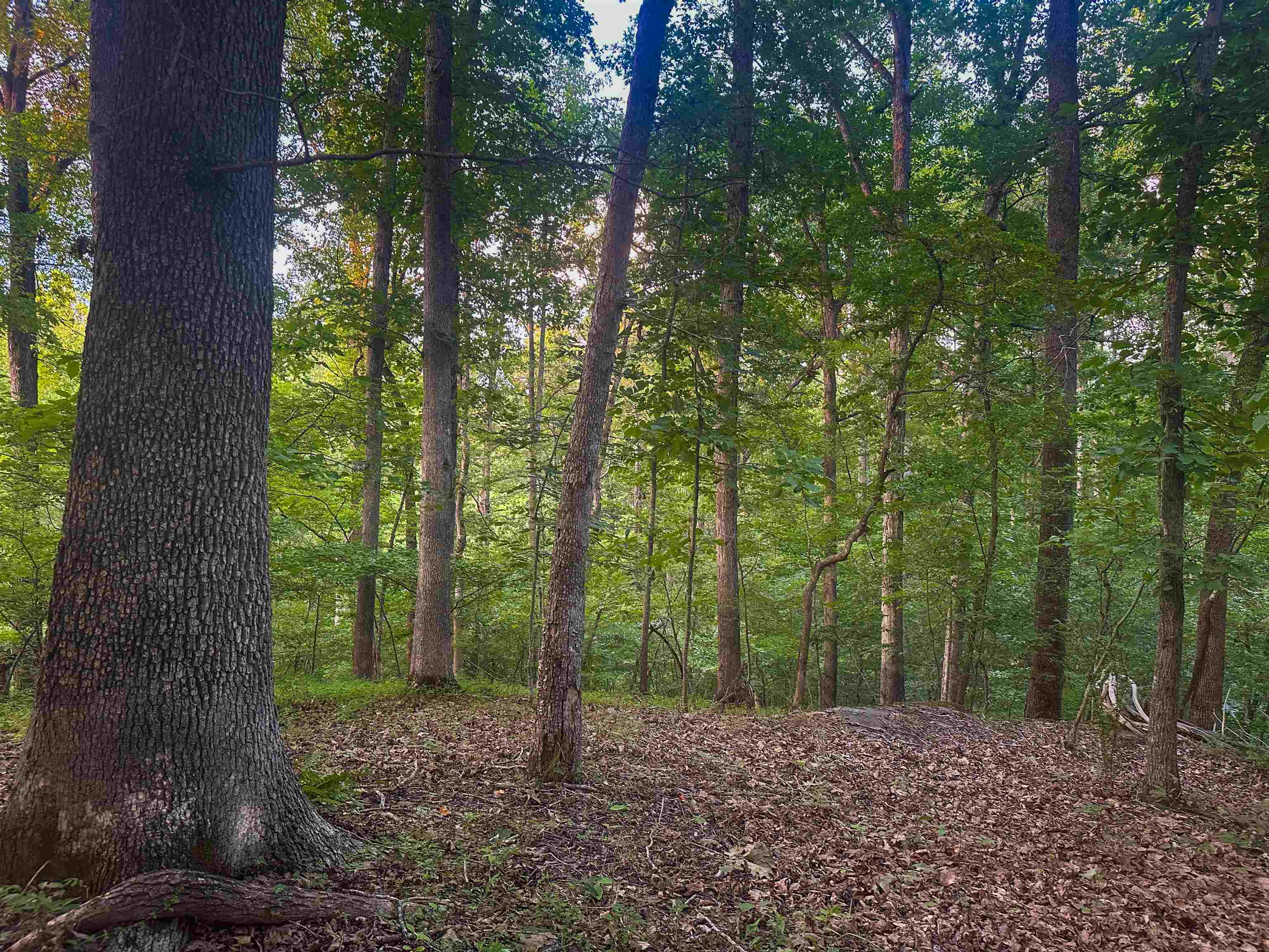 Lot 6 GILBERT STATION RD, BARBOURSVILLE, Virginia 22923, ,Land,Lot 6 GILBERT STATION RD,680432 MLS # 680432 Lot 6 GILBERT STATION RD, BARBOURSVILLE, Virginia 22923, ,Land,Lot 6 GILBERT STATION RD,680432 MLS # 680432