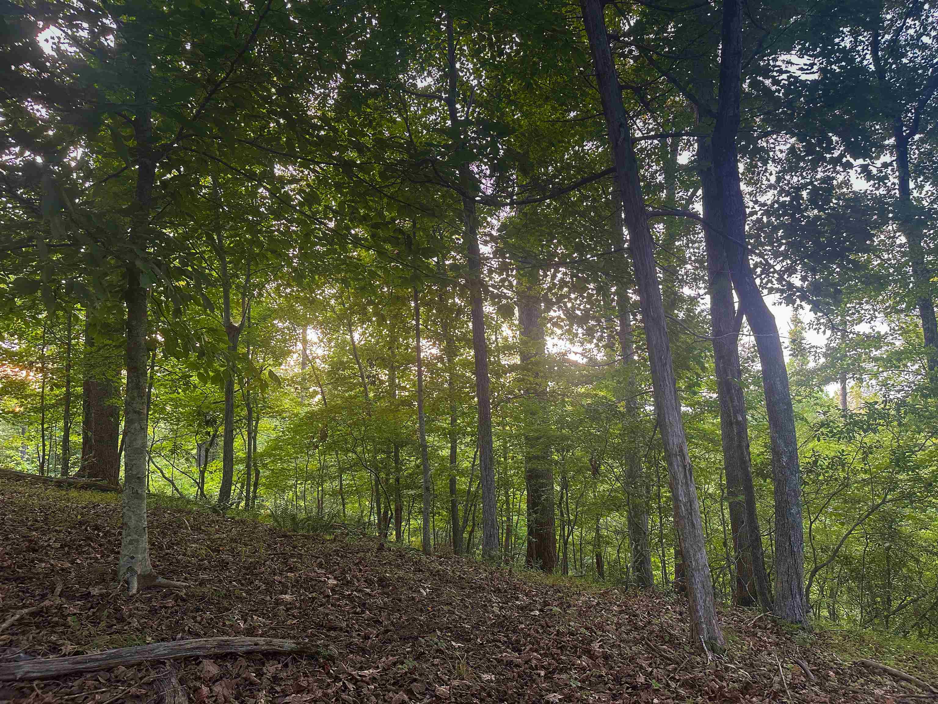 Lot 6 GILBERT STATION RD, BARBOURSVILLE, Virginia 22923, ,Land,Lot 6 GILBERT STATION RD,680432 MLS # 680432 Lot 6 GILBERT STATION RD, BARBOURSVILLE, Virginia 22923, ,Land,Lot 6 GILBERT STATION RD,680432 MLS # 680432