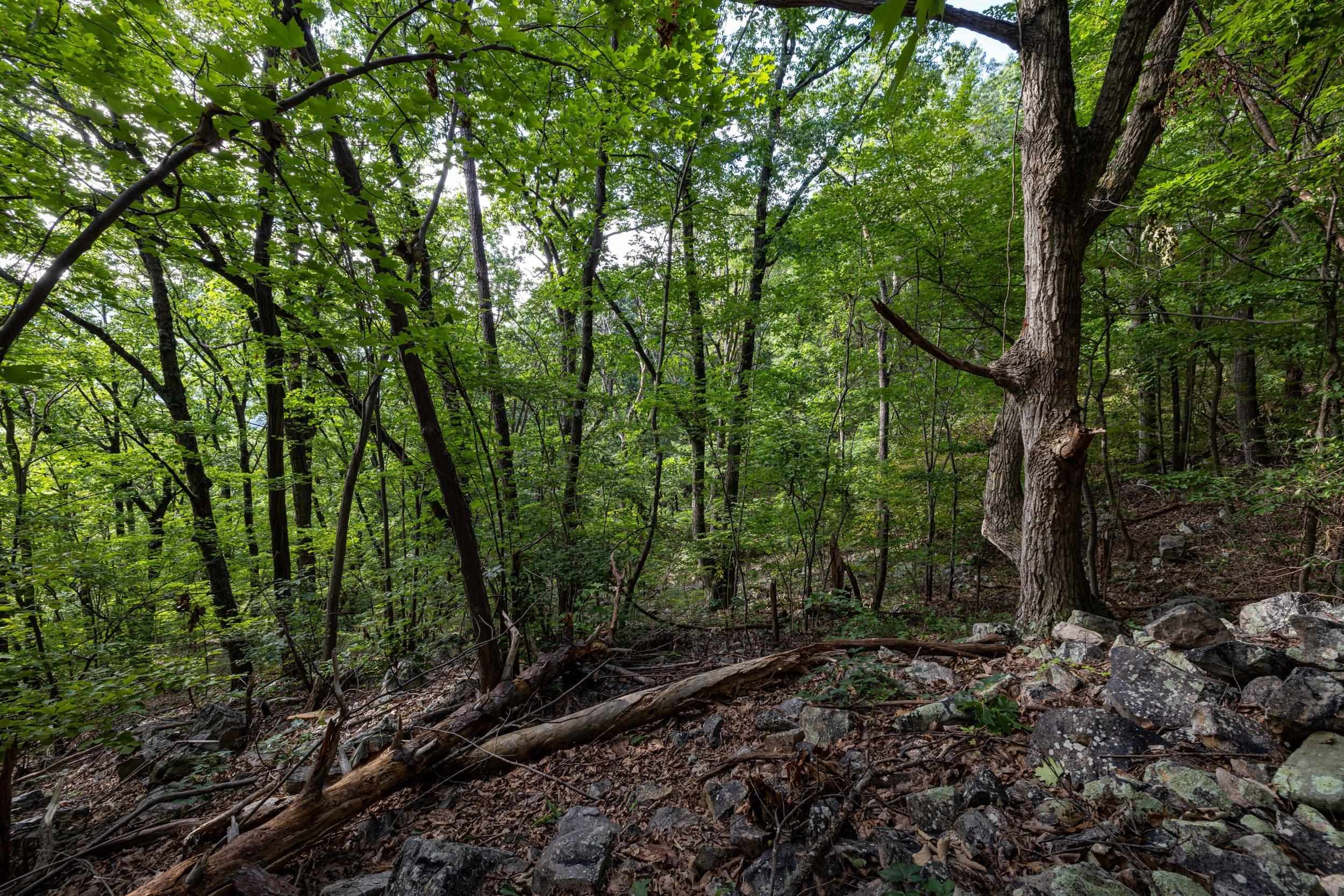 0 ROUNDHEAD MOUNTAIN RD, STANLEY, Virginia 22851, ,Land,0 ROUNDHEAD MOUNTAIN RD,680626 MLS # 680626 0 ROUNDHEAD MOUNTAIN RD, STANLEY, Virginia 22851, ,Land,0 ROUNDHEAD MOUNTAIN RD,680626 MLS # 680626
