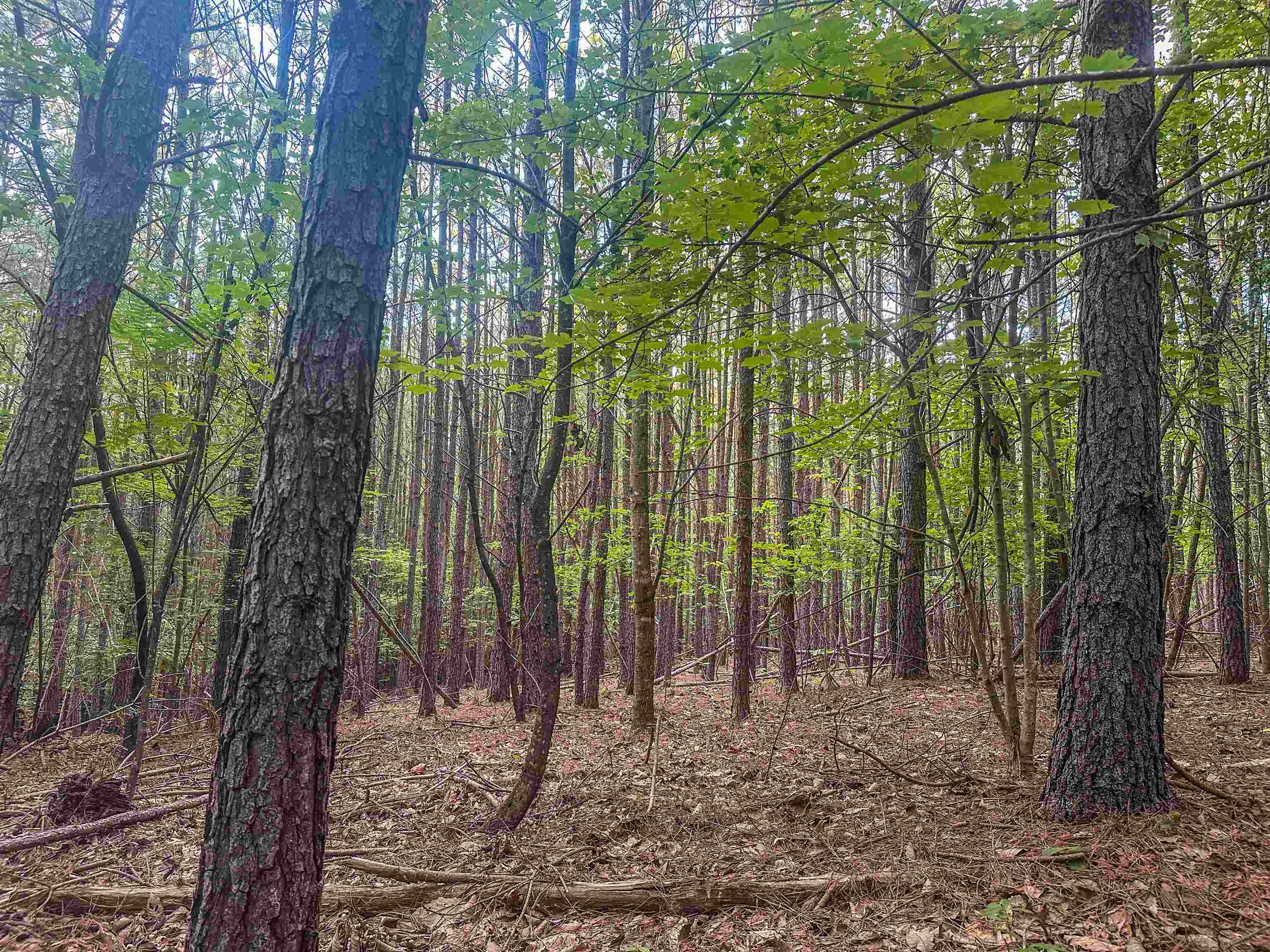 Lot C MOUNTAIN CUT RD, APPOMATTOX, Virginia 24522, ,Land,Lot C MOUNTAIN CUT RD,680726 MLS # 680726
