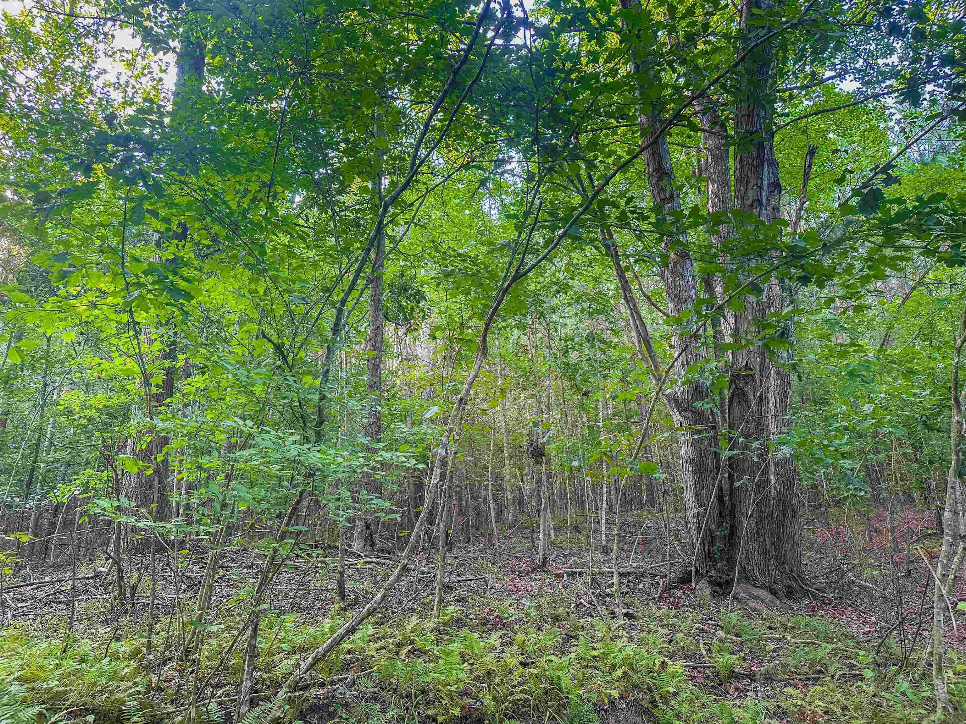 Lot C MOUNTAIN CUT RD, APPOMATTOX, Virginia 24522, ,Land,Lot C MOUNTAIN CUT RD,680726 MLS # 680726