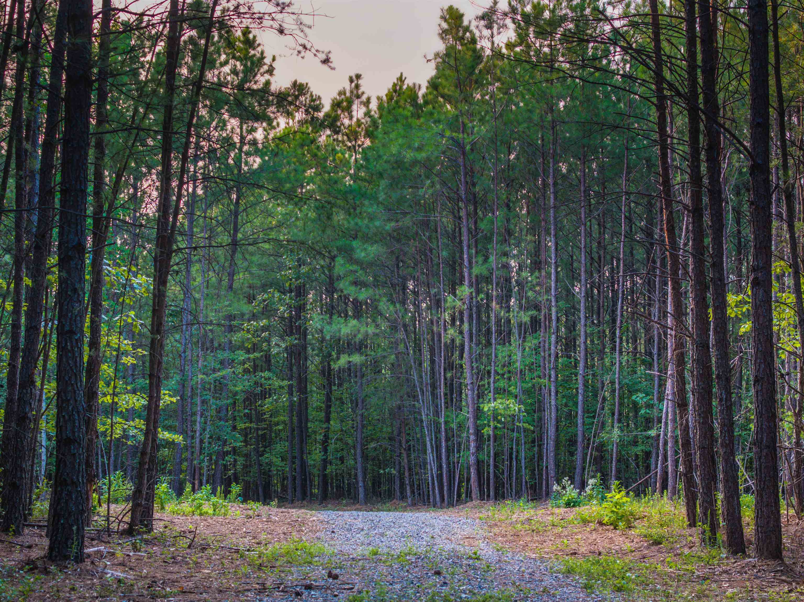 Lot B MOUNTAIN CUT RD, APPOMATTOX, Virginia 24522, ,Land,Lot B MOUNTAIN CUT RD,680745 MLS # 680745