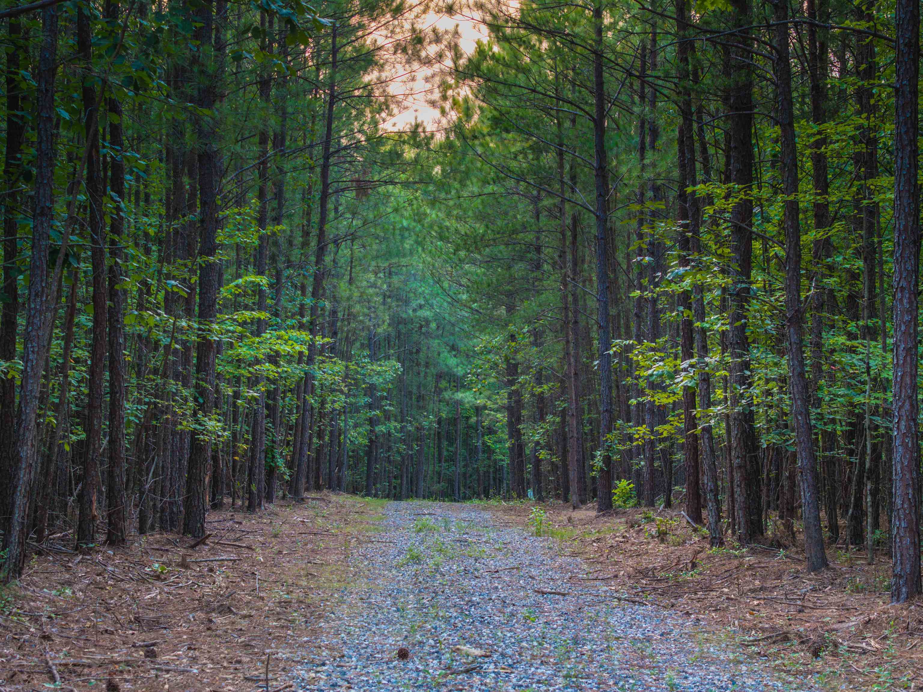 Lot B MOUNTAIN CUT RD, APPOMATTOX, Virginia 24522, ,Land,Lot B MOUNTAIN CUT RD,680745 MLS # 680745