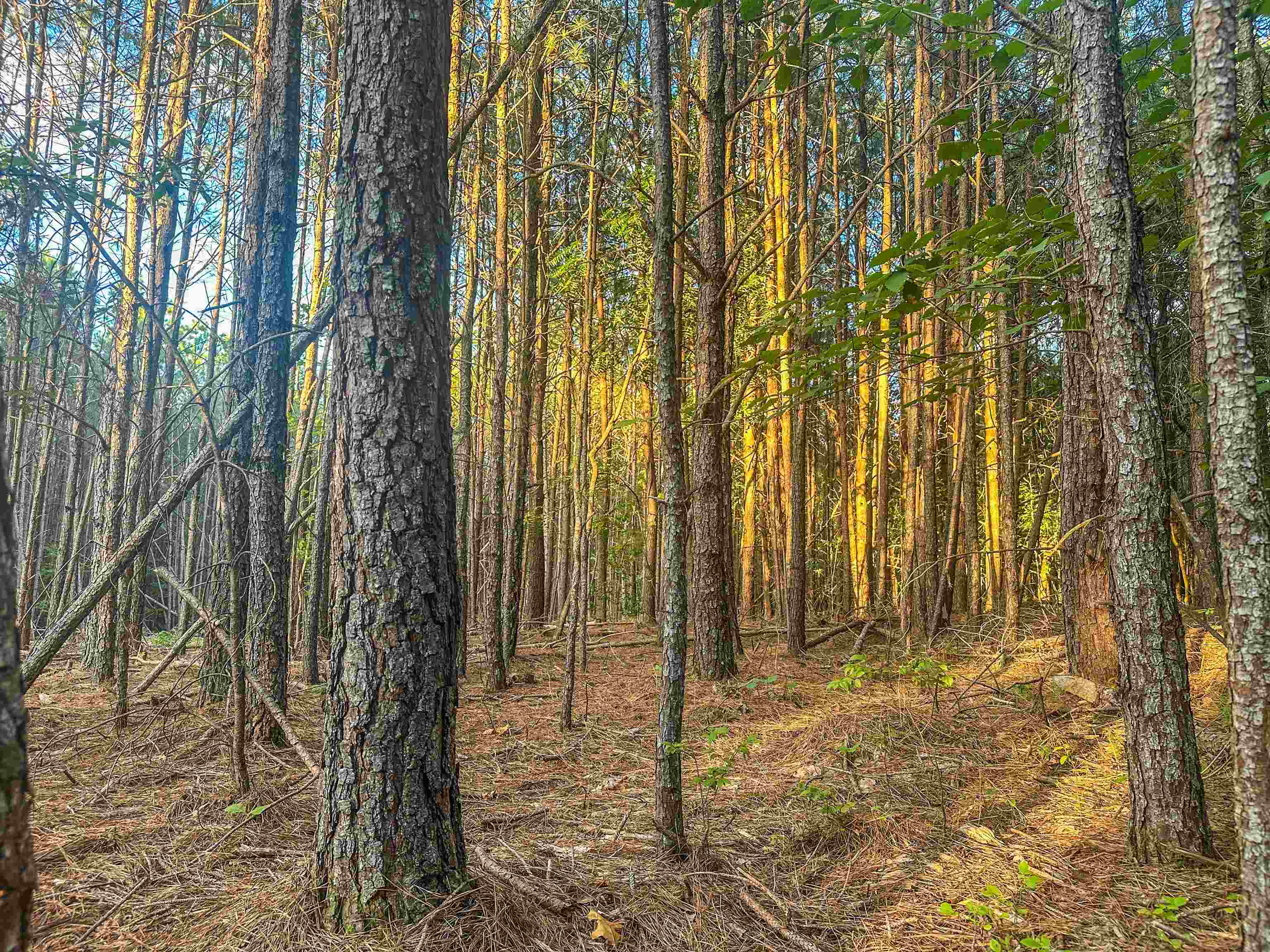Lot B MOUNTAIN CUT RD, APPOMATTOX, Virginia 24522, ,Land,Lot B MOUNTAIN CUT RD,680745 MLS # 680745