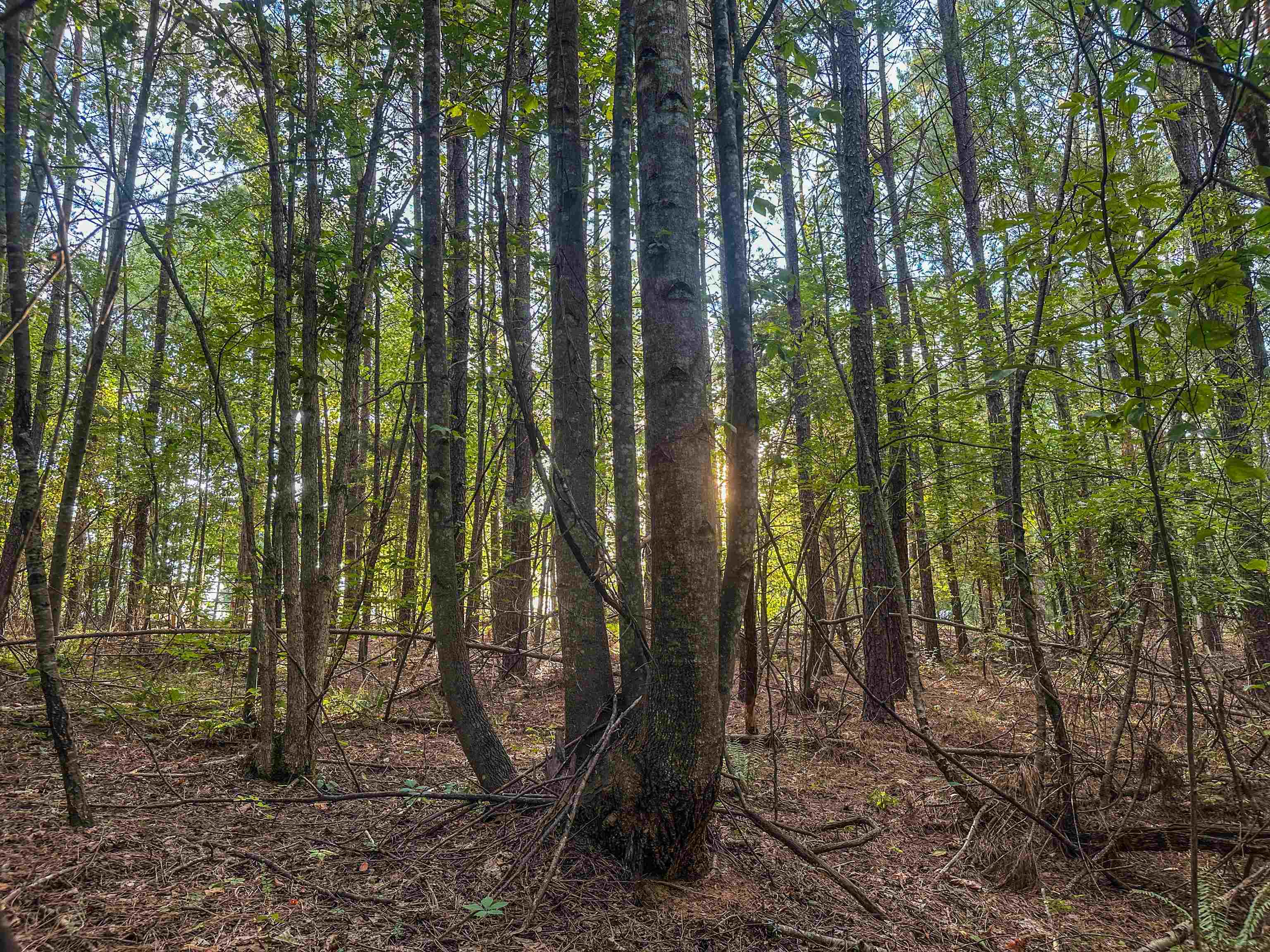 Lot A MOUNTAIN CUT RD, APPOMATTOX, Virginia 24522, ,Land,Lot A MOUNTAIN CUT RD,680750 MLS # 680750