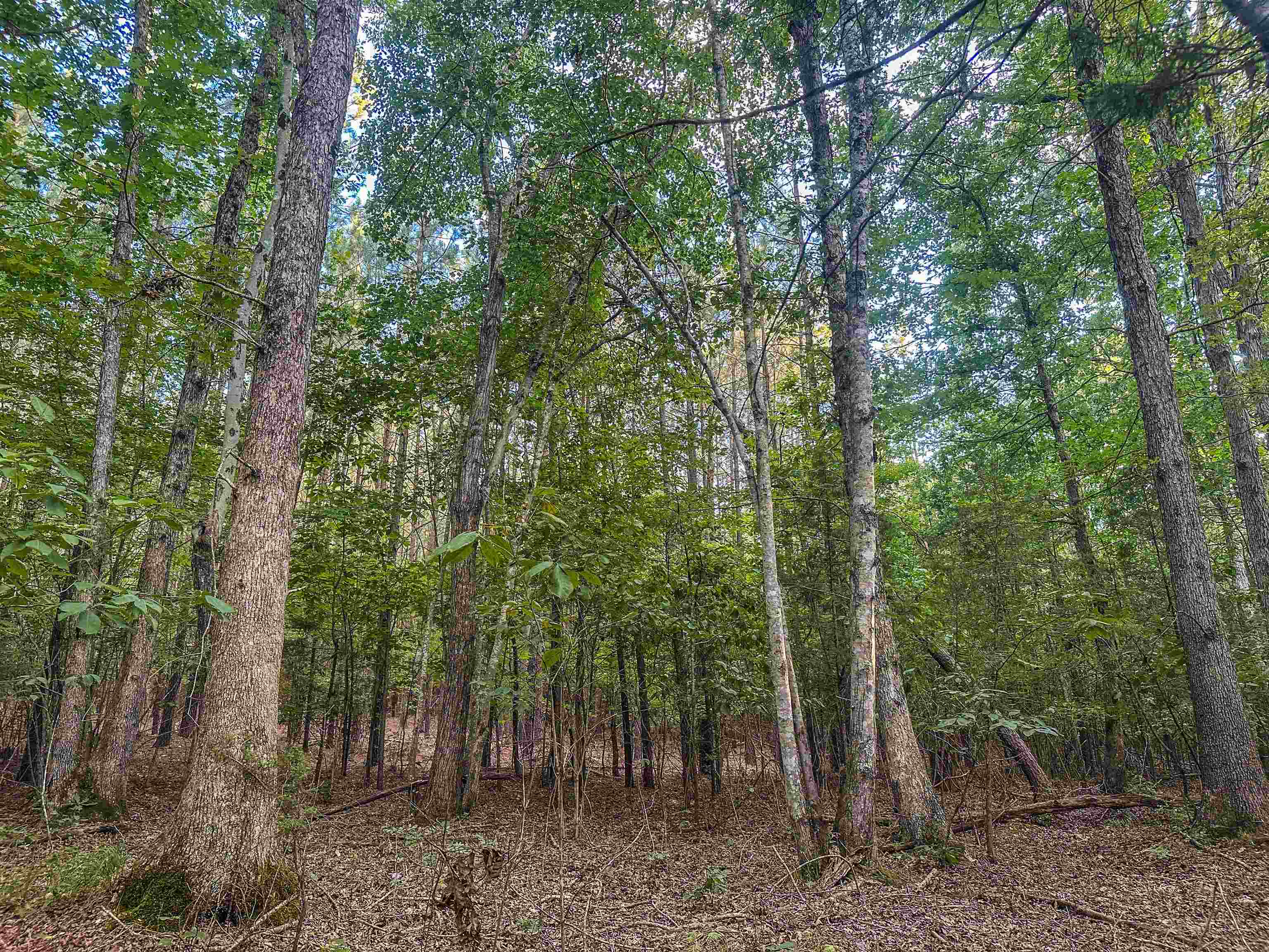 Lot A MOUNTAIN CUT RD, APPOMATTOX, Virginia 24522, ,Land,Lot A MOUNTAIN CUT RD,680750 MLS # 680750