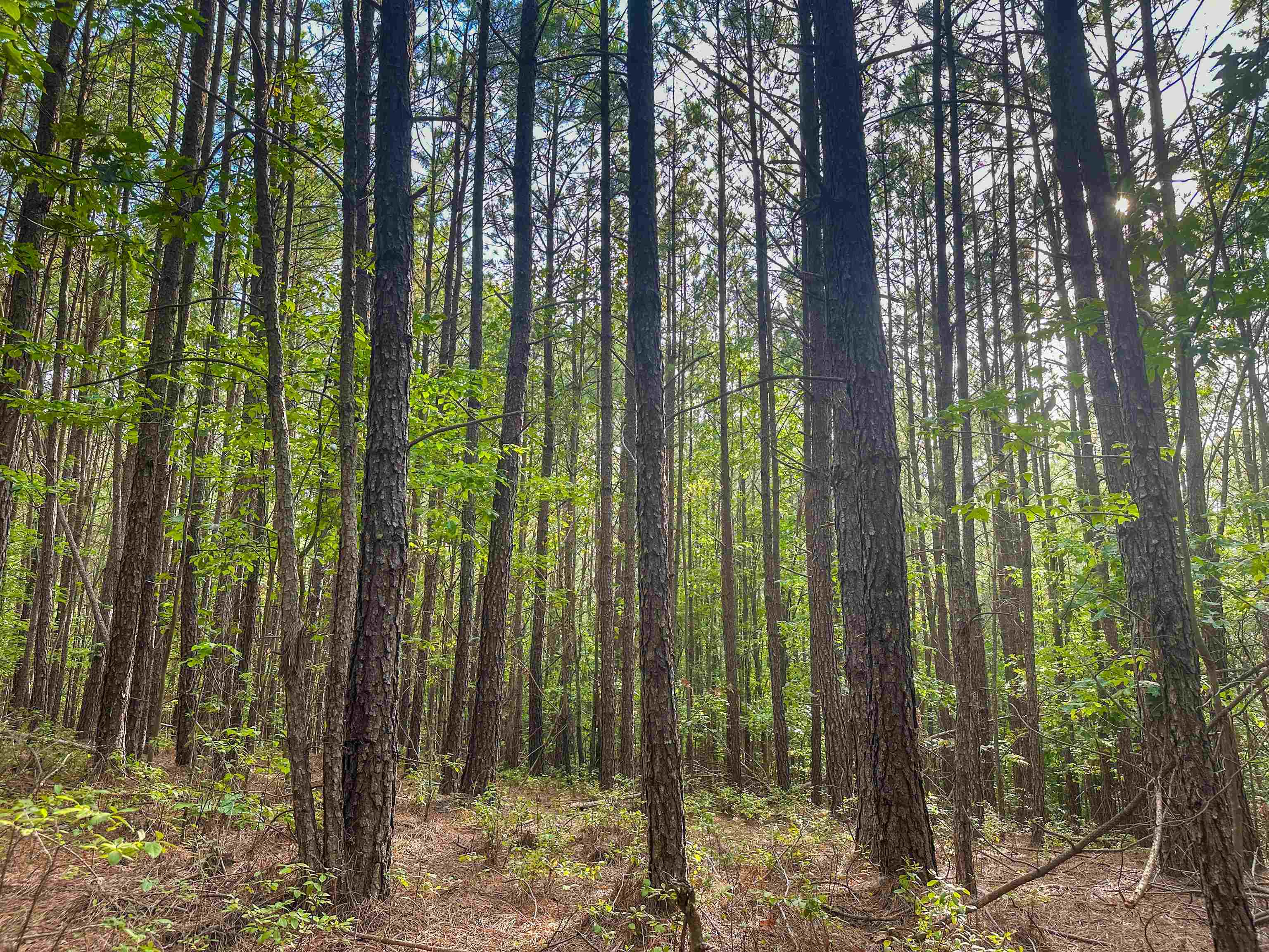 Lot A MOUNTAIN CUT RD, APPOMATTOX, Virginia 24522, ,Land,Lot A MOUNTAIN CUT RD,680750 MLS # 680750