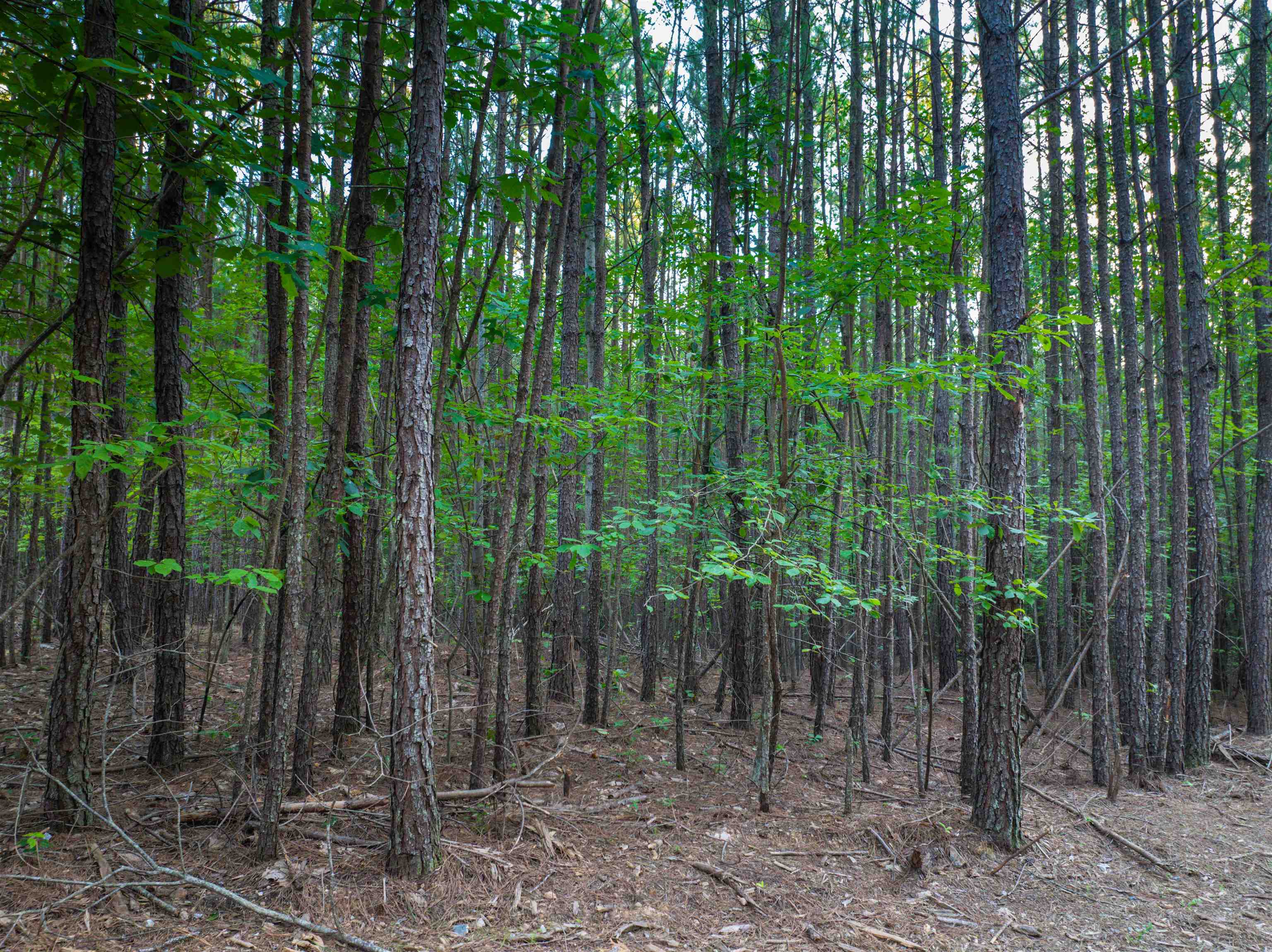Lot A MOUNTAIN CUT RD, APPOMATTOX, Virginia 24522, ,Land,Lot A MOUNTAIN CUT RD,680750 MLS # 680750