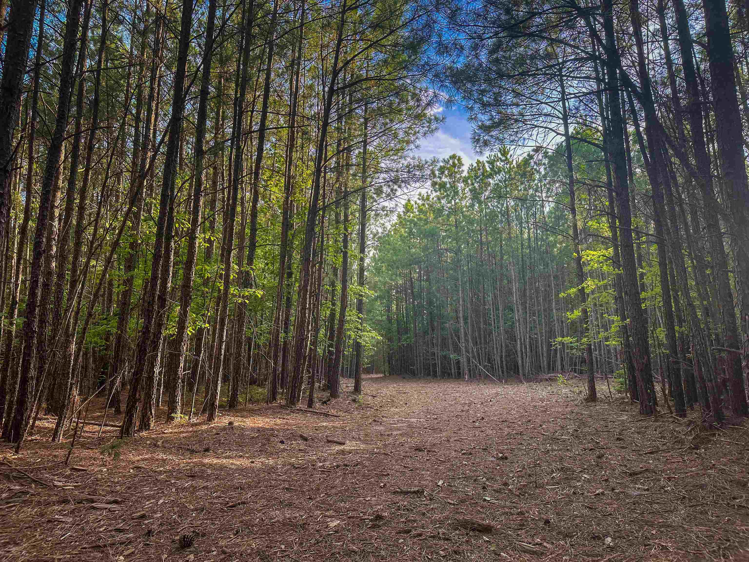 0 MOUNTAIN CUT RD, APPOMATTOX, Virginia 24522, ,Land,0 MOUNTAIN CUT RD,680751 MLS # 680751 0 MOUNTAIN CUT RD, APPOMATTOX, Virginia 24522, ,Land,0 MOUNTAIN CUT RD,680751 MLS # 680751