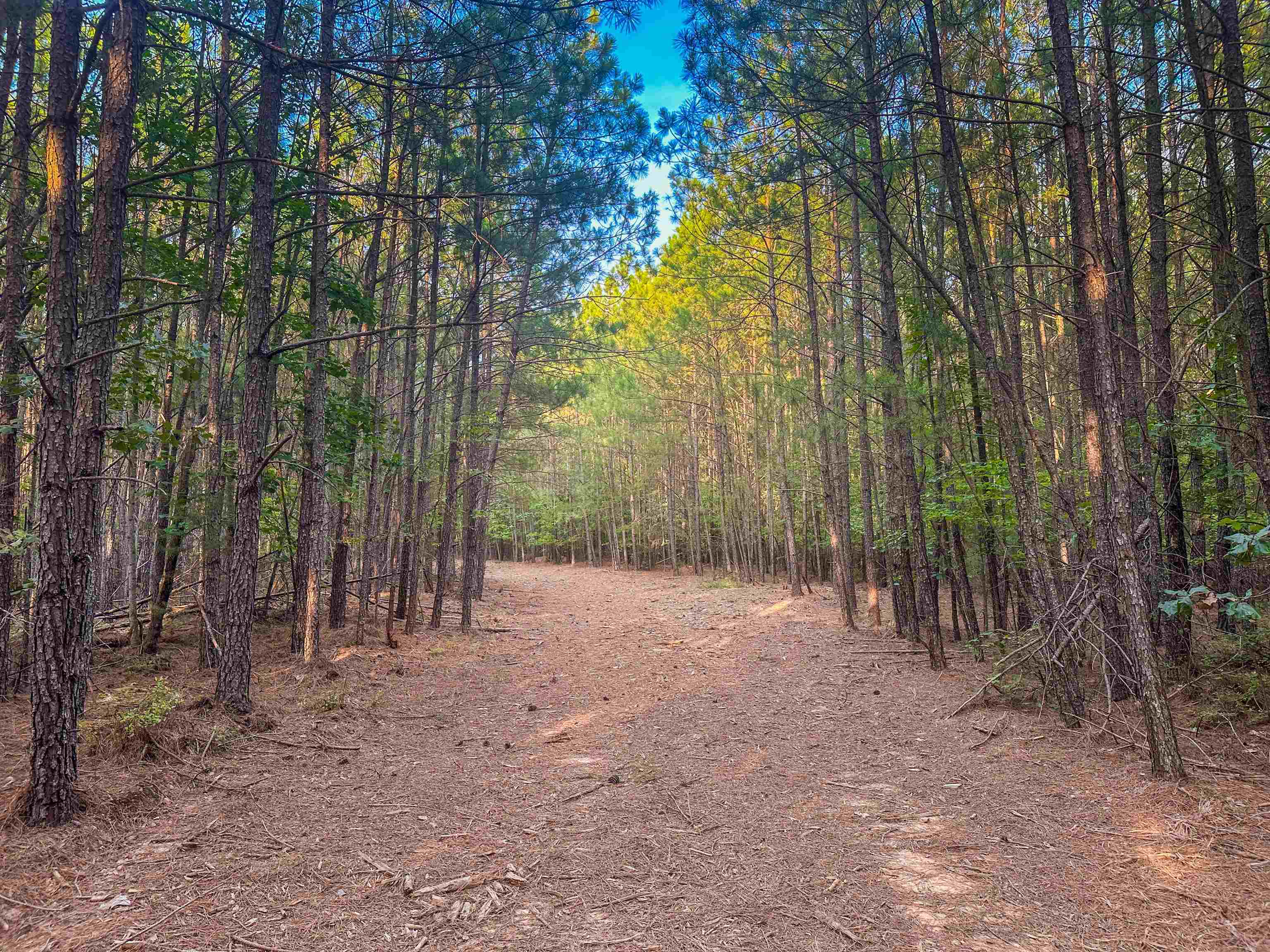 0 MOUNTAIN CUT RD, APPOMATTOX, Virginia 24522, ,Land,0 MOUNTAIN CUT RD,680751 MLS # 680751 0 MOUNTAIN CUT RD, APPOMATTOX, Virginia 24522, ,Land,0 MOUNTAIN CUT RD,680751 MLS # 680751