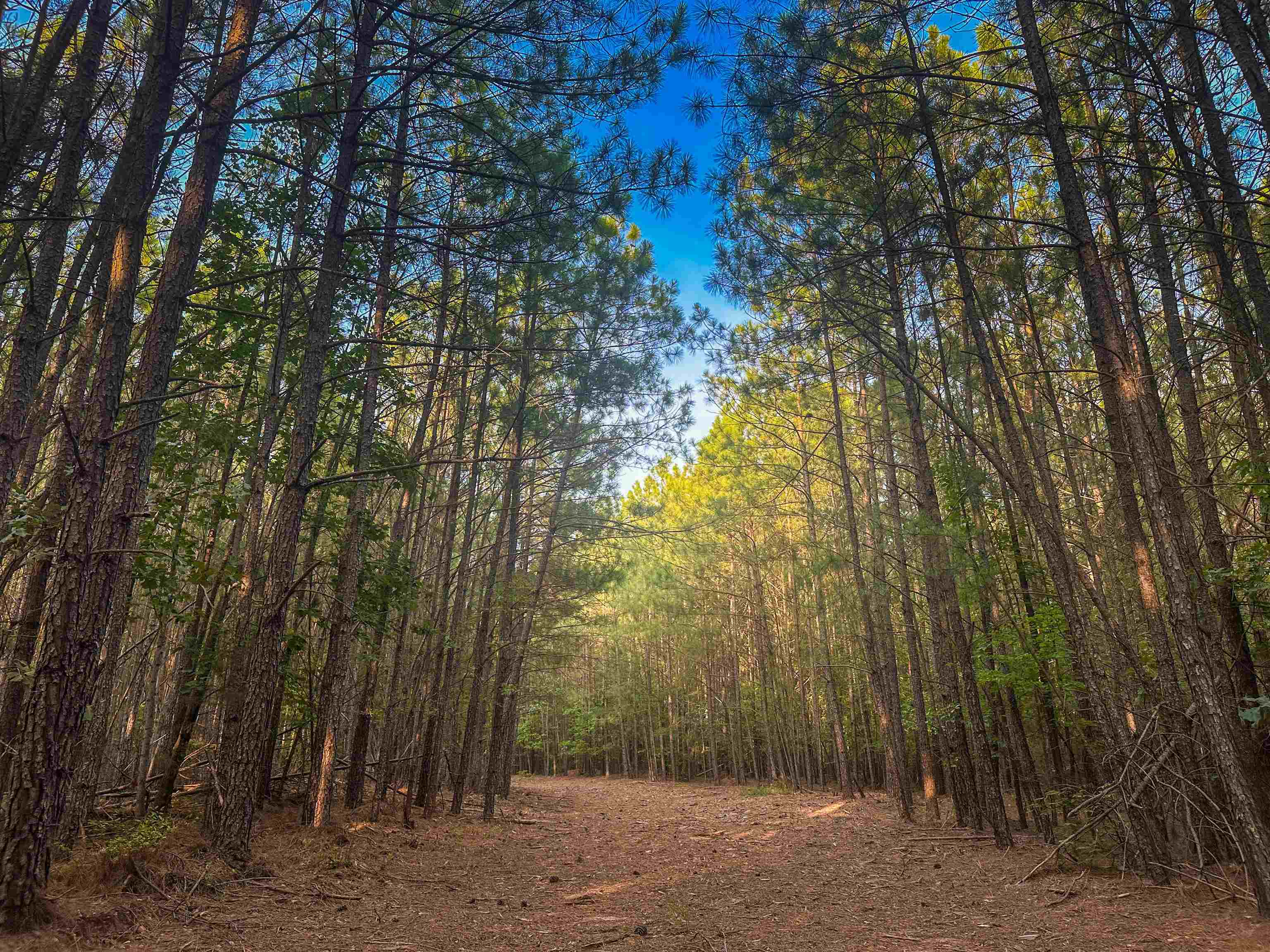 0 MOUNTAIN CUT RD, APPOMATTOX, Virginia 24522, ,Land,0 MOUNTAIN CUT RD,680751 MLS # 680751 0 MOUNTAIN CUT RD, APPOMATTOX, Virginia 24522, ,Land,0 MOUNTAIN CUT RD,680751 MLS # 680751