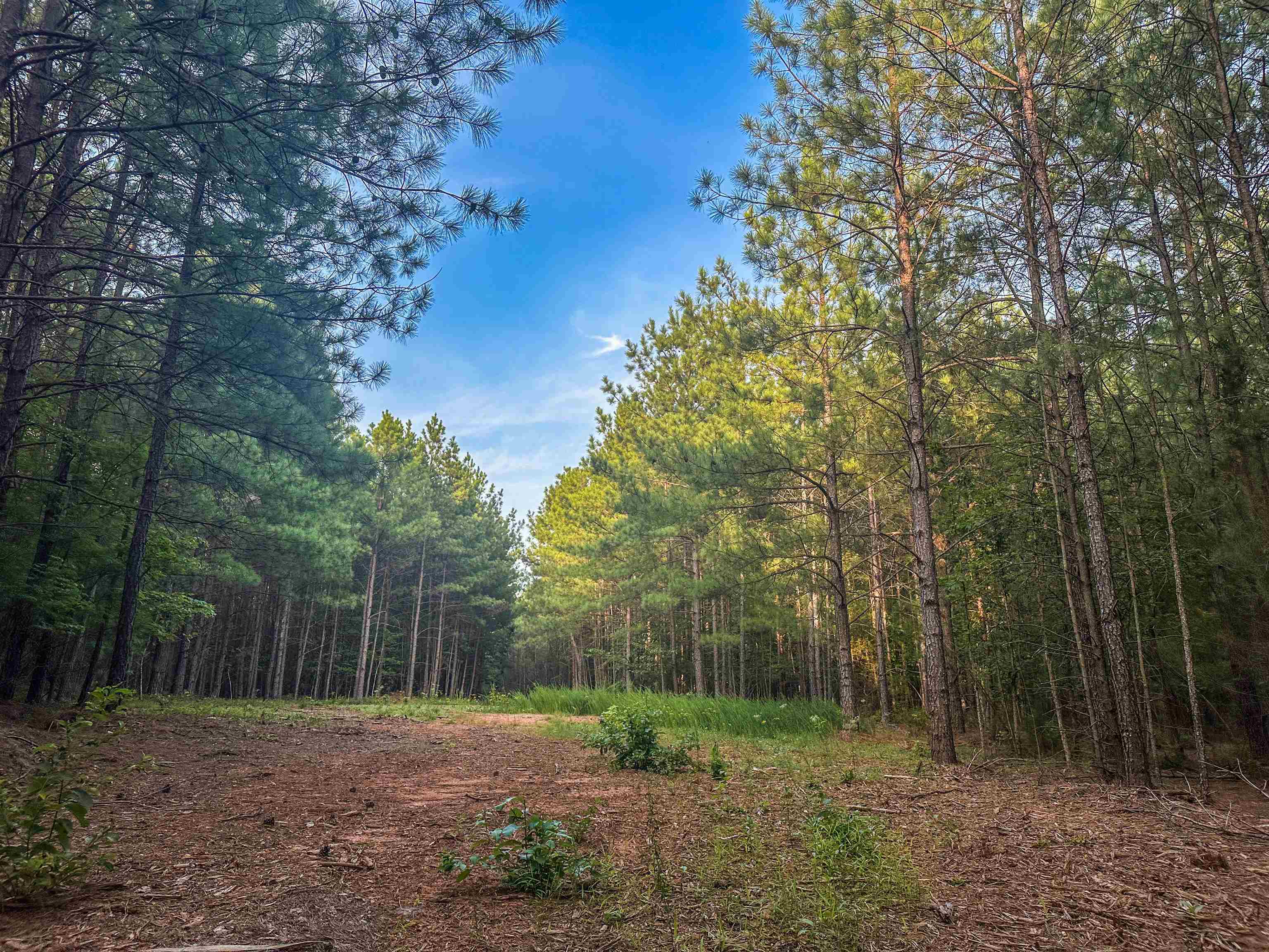0 MOUNTAIN CUT RD, APPOMATTOX, Virginia 24522, ,Land,0 MOUNTAIN CUT RD,680751 MLS # 680751 0 MOUNTAIN CUT RD, APPOMATTOX, Virginia 24522, ,Land,0 MOUNTAIN CUT RD,680751 MLS # 680751