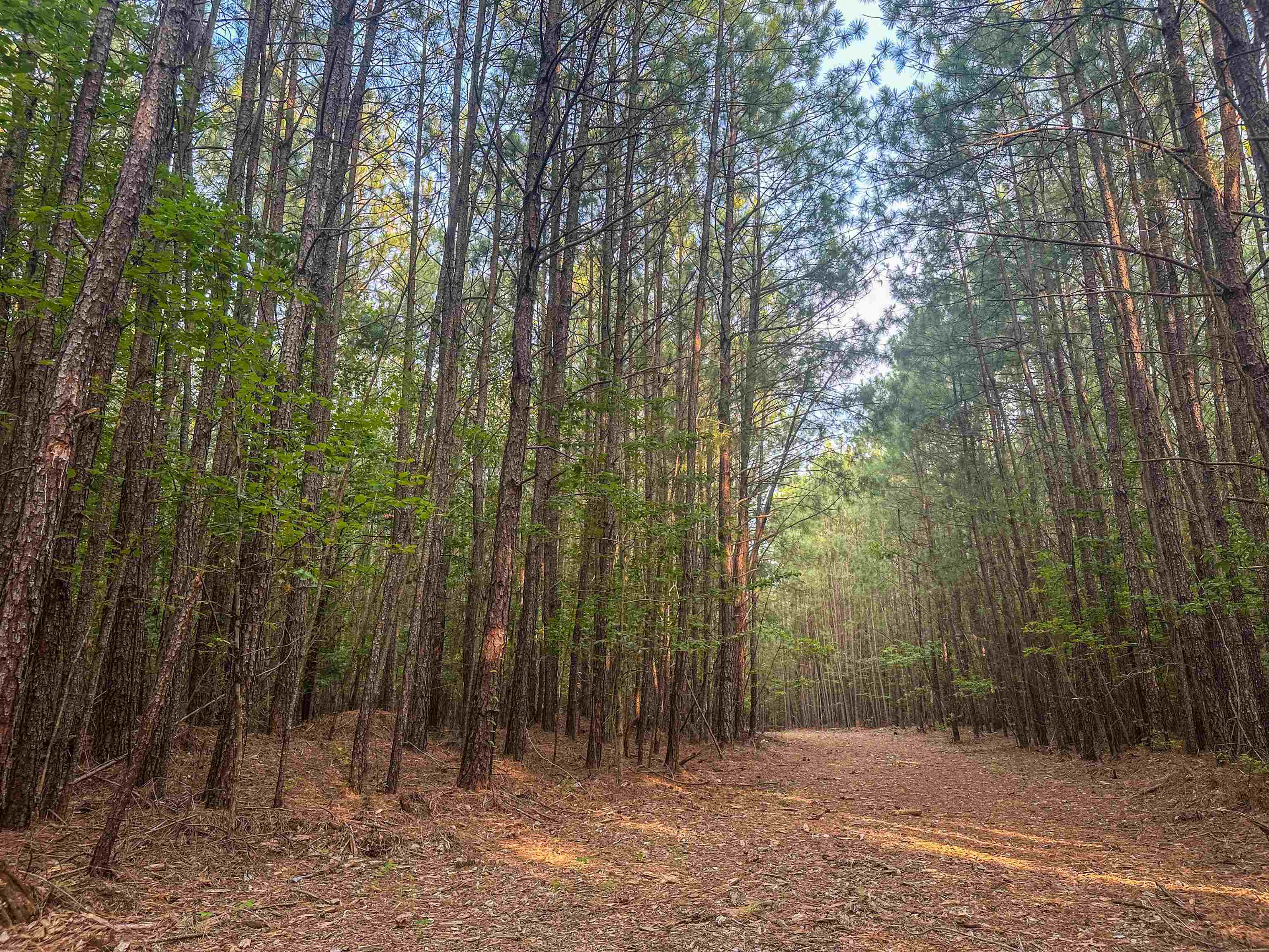 0 MOUNTAIN CUT RD, APPOMATTOX, Virginia 24522, ,Land,0 MOUNTAIN CUT RD,680751 MLS # 680751 0 MOUNTAIN CUT RD, APPOMATTOX, Virginia 24522, ,Land,0 MOUNTAIN CUT RD,680751 MLS # 680751