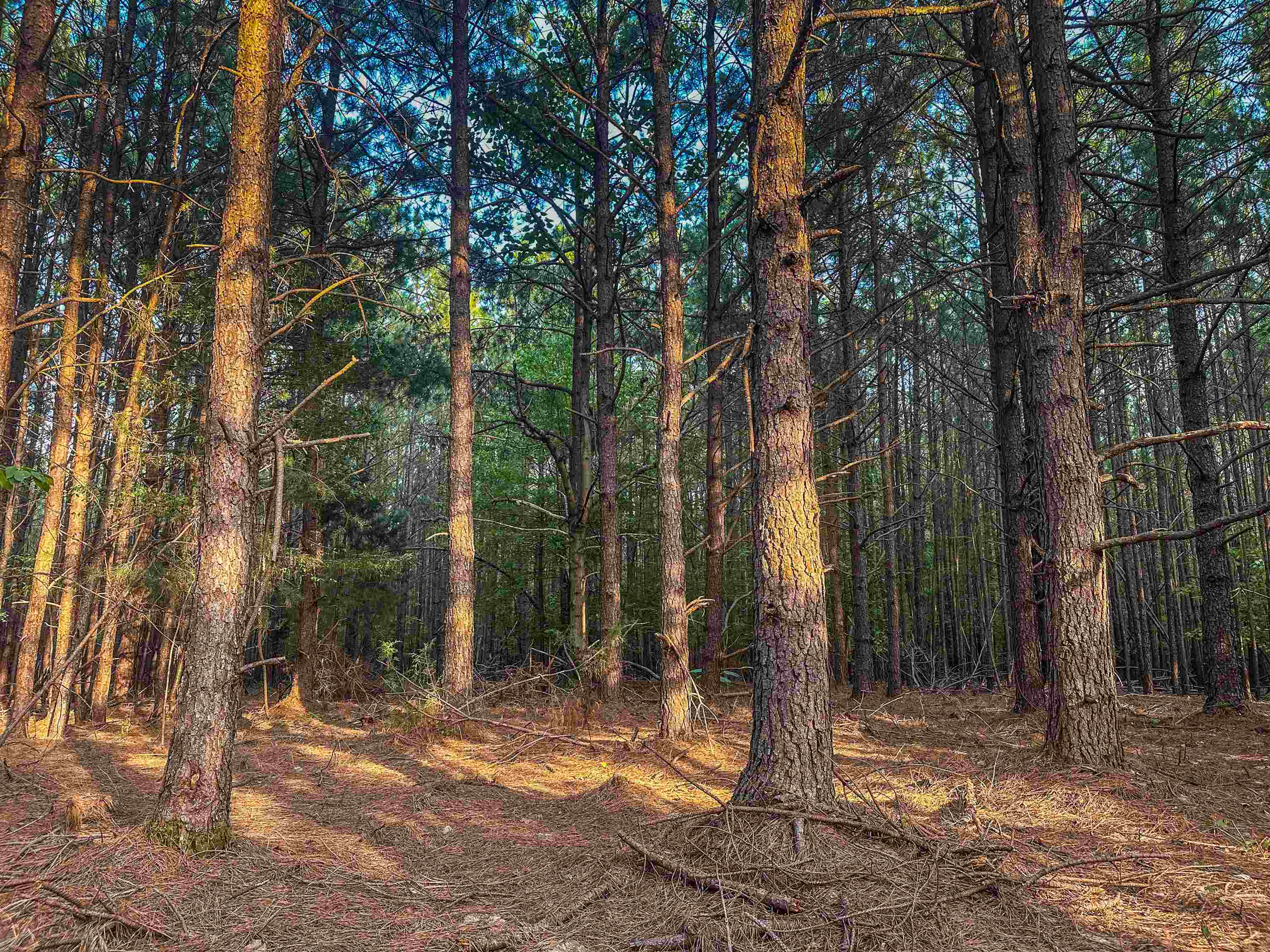 0 MOUNTAIN CUT RD, APPOMATTOX, Virginia 24522, ,Land,0 MOUNTAIN CUT RD,680751 MLS # 680751 0 MOUNTAIN CUT RD, APPOMATTOX, Virginia 24522, ,Land,0 MOUNTAIN CUT RD,680751 MLS # 680751