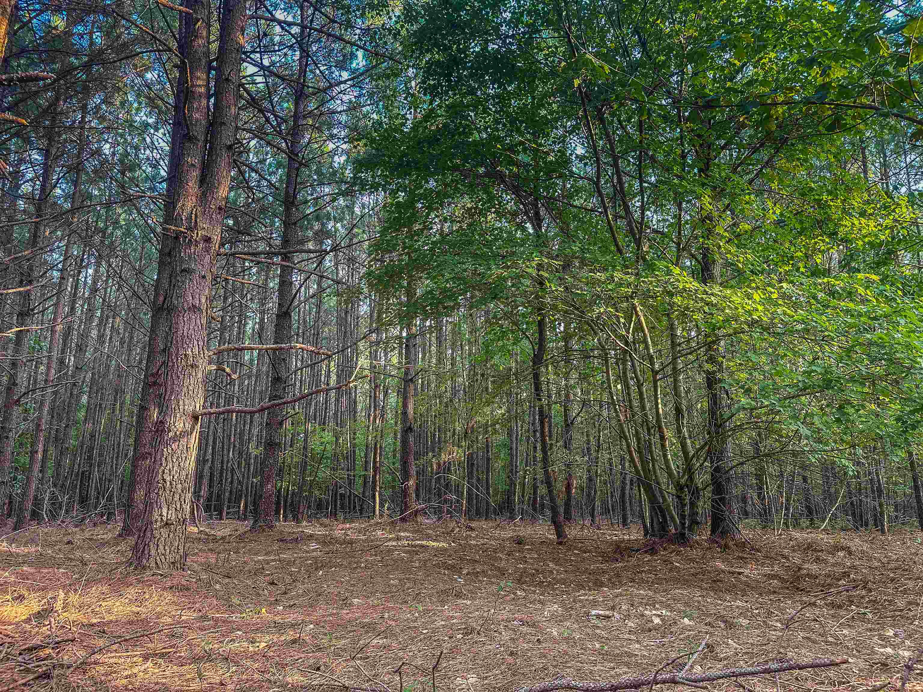 0 MOUNTAIN CUT RD, APPOMATTOX, Virginia 24522, ,Land,0 MOUNTAIN CUT RD,680751 MLS # 680751 0 MOUNTAIN CUT RD, APPOMATTOX, Virginia 24522, ,Land,0 MOUNTAIN CUT RD,680751 MLS # 680751