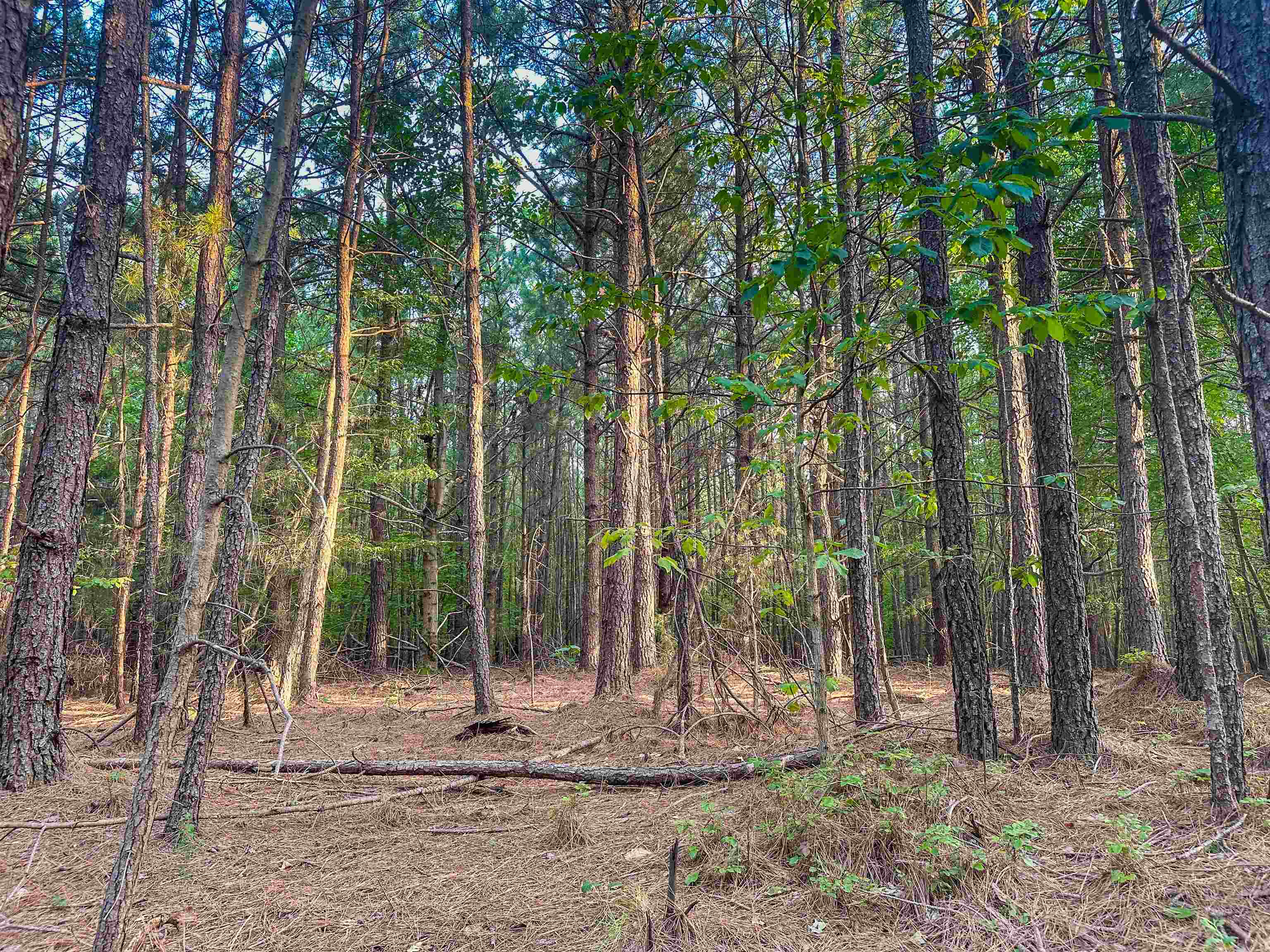 0 MOUNTAIN CUT RD, APPOMATTOX, Virginia 24522, ,Land,0 MOUNTAIN CUT RD,680751 MLS # 680751 0 MOUNTAIN CUT RD, APPOMATTOX, Virginia 24522, ,Land,0 MOUNTAIN CUT RD,680751 MLS # 680751