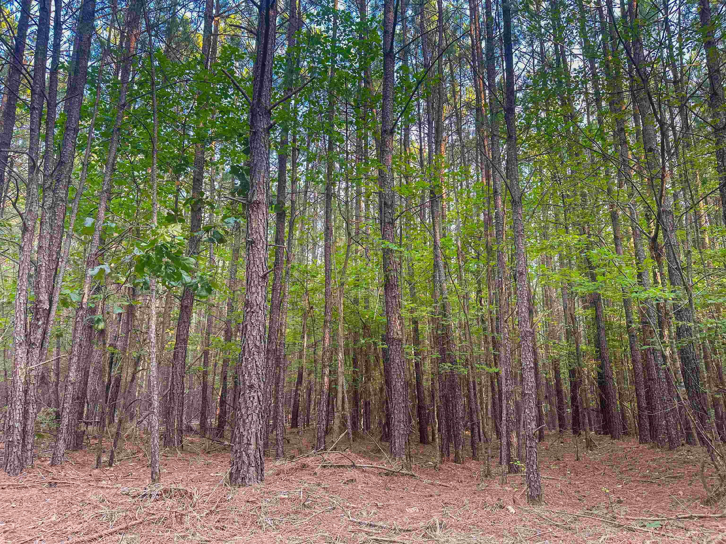 0 MOUNTAIN CUT RD, APPOMATTOX, Virginia 24522, ,Land,0 MOUNTAIN CUT RD,680751 MLS # 680751 0 MOUNTAIN CUT RD, APPOMATTOX, Virginia 24522, ,Land,0 MOUNTAIN CUT RD,680751 MLS # 680751