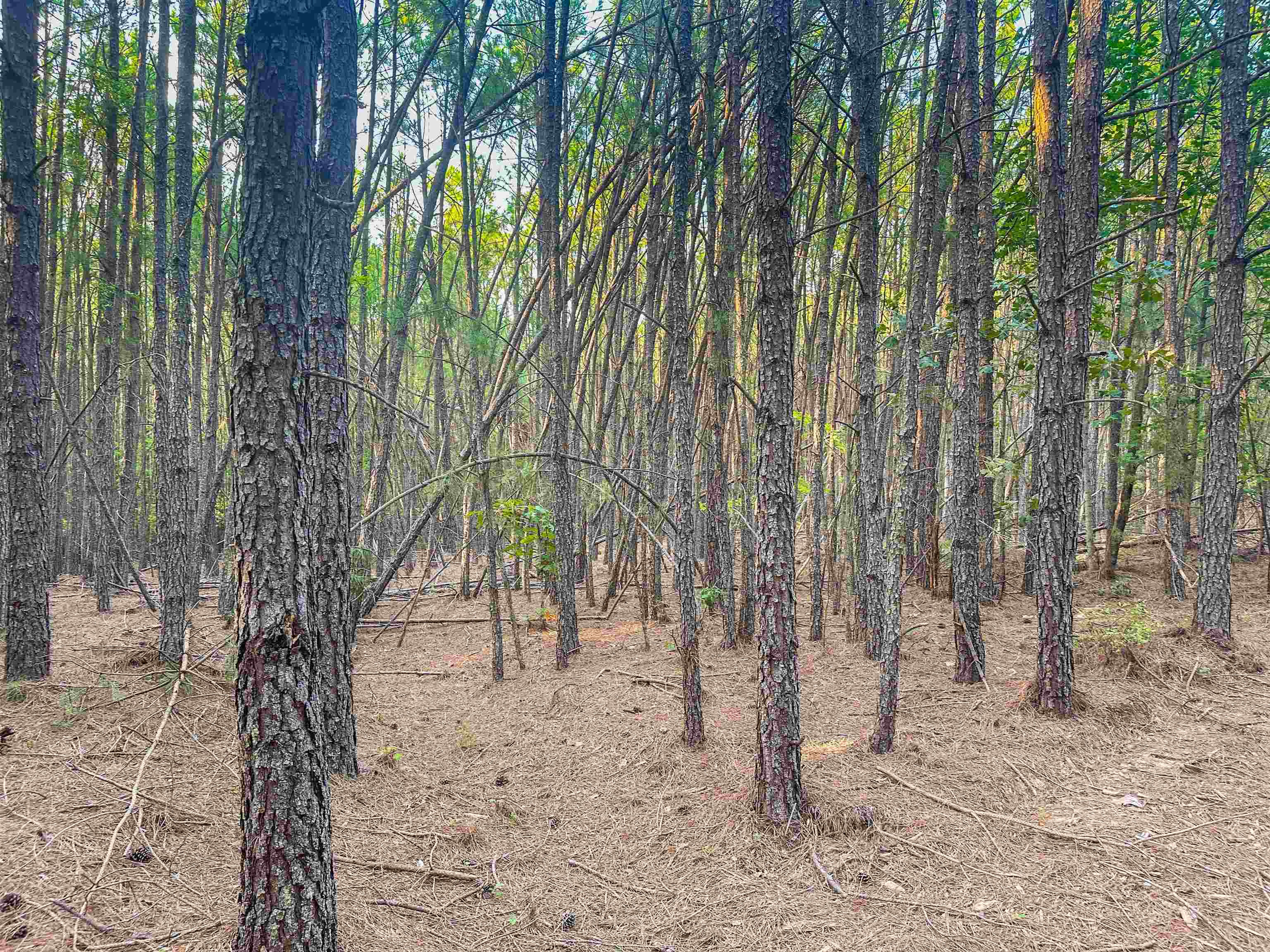 0 MOUNTAIN CUT RD, APPOMATTOX, Virginia 24522, ,Land,0 MOUNTAIN CUT RD,680751 MLS # 680751 0 MOUNTAIN CUT RD, APPOMATTOX, Virginia 24522, ,Land,0 MOUNTAIN CUT RD,680751 MLS # 680751