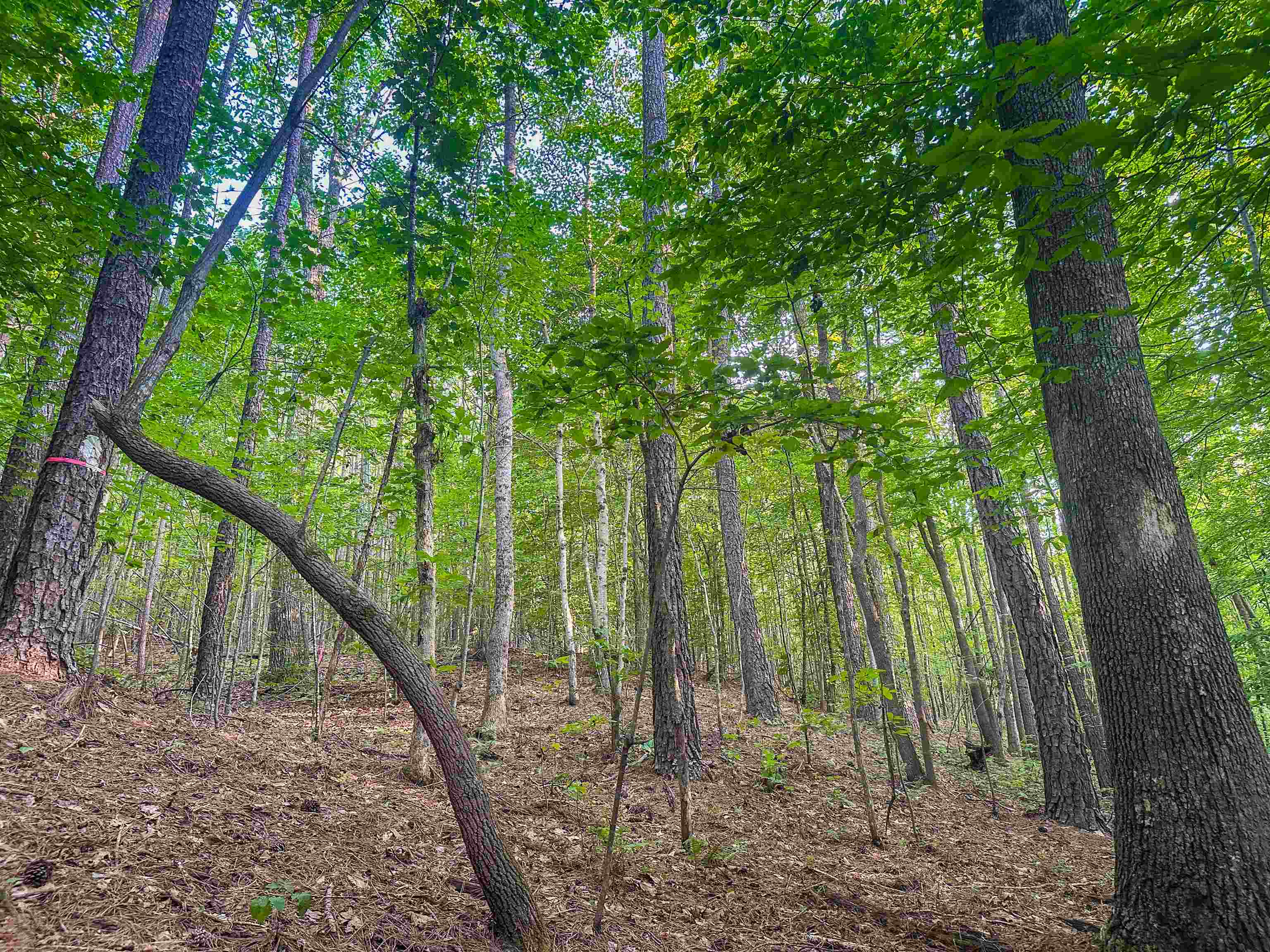 0 MOUNTAIN CUT RD, APPOMATTOX, Virginia 24522, ,Land,0 MOUNTAIN CUT RD,680751 MLS # 680751 0 MOUNTAIN CUT RD, APPOMATTOX, Virginia 24522, ,Land,0 MOUNTAIN CUT RD,680751 MLS # 680751