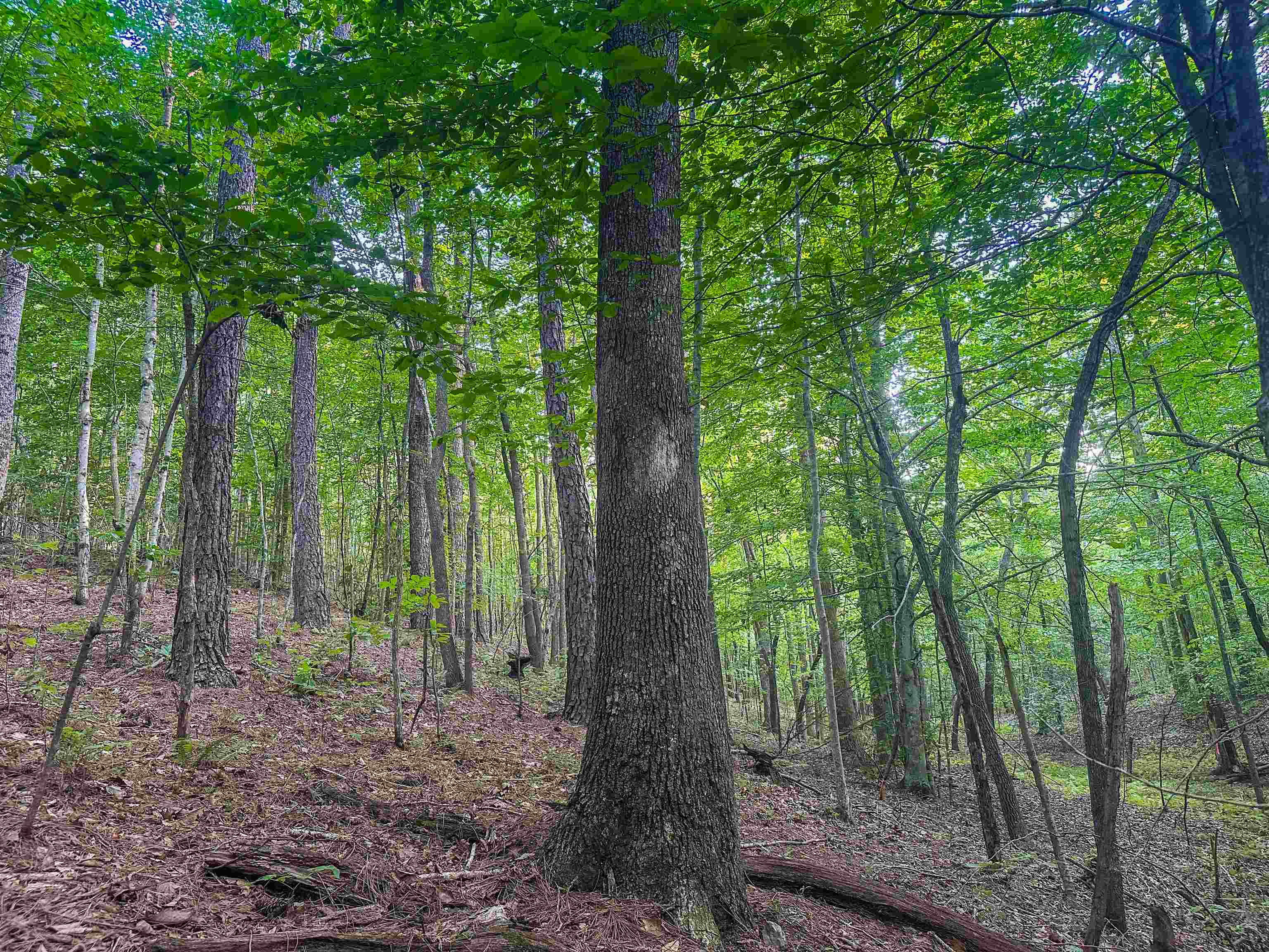 0 MOUNTAIN CUT RD, APPOMATTOX, Virginia 24522, ,Land,0 MOUNTAIN CUT RD,680751 MLS # 680751 0 MOUNTAIN CUT RD, APPOMATTOX, Virginia 24522, ,Land,0 MOUNTAIN CUT RD,680751 MLS # 680751