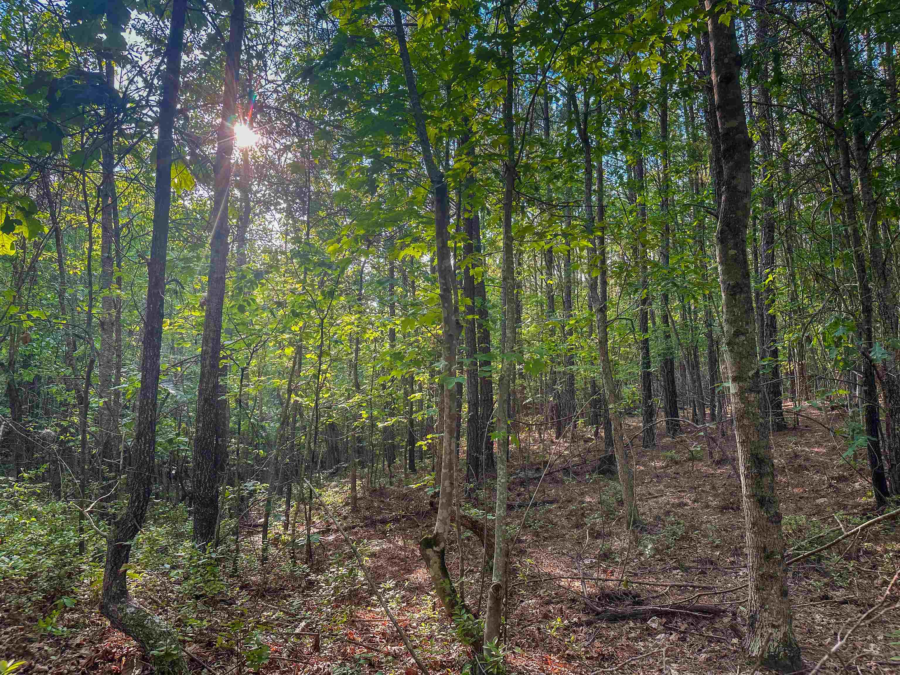 0 MOUNTAIN CUT RD, APPOMATTOX, Virginia 24522, ,Land,0 MOUNTAIN CUT RD,680751 MLS # 680751 0 MOUNTAIN CUT RD, APPOMATTOX, Virginia 24522, ,Land,0 MOUNTAIN CUT RD,680751 MLS # 680751