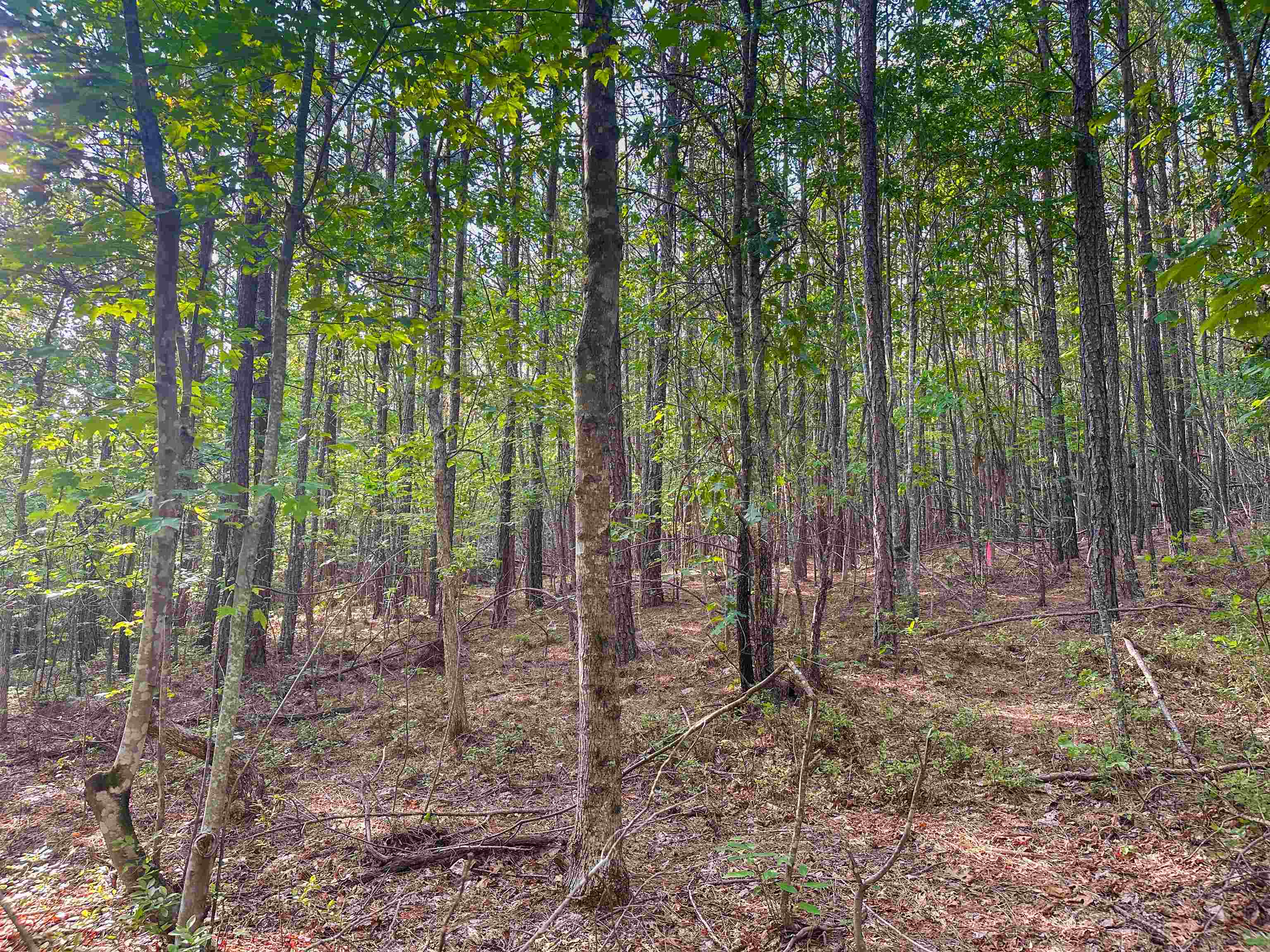 0 MOUNTAIN CUT RD, APPOMATTOX, Virginia 24522, ,Land,0 MOUNTAIN CUT RD,680751 MLS # 680751 0 MOUNTAIN CUT RD, APPOMATTOX, Virginia 24522, ,Land,0 MOUNTAIN CUT RD,680751 MLS # 680751