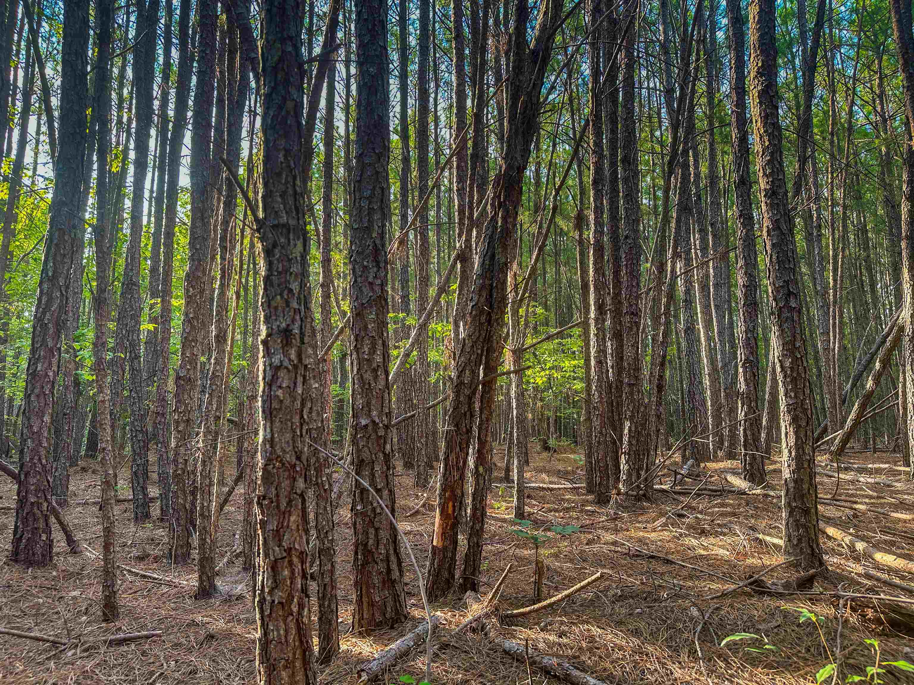 0 MOUNTAIN CUT RD, APPOMATTOX, Virginia 24522, ,Land,0 MOUNTAIN CUT RD,680751 MLS # 680751 0 MOUNTAIN CUT RD, APPOMATTOX, Virginia 24522, ,Land,0 MOUNTAIN CUT RD,680751 MLS # 680751