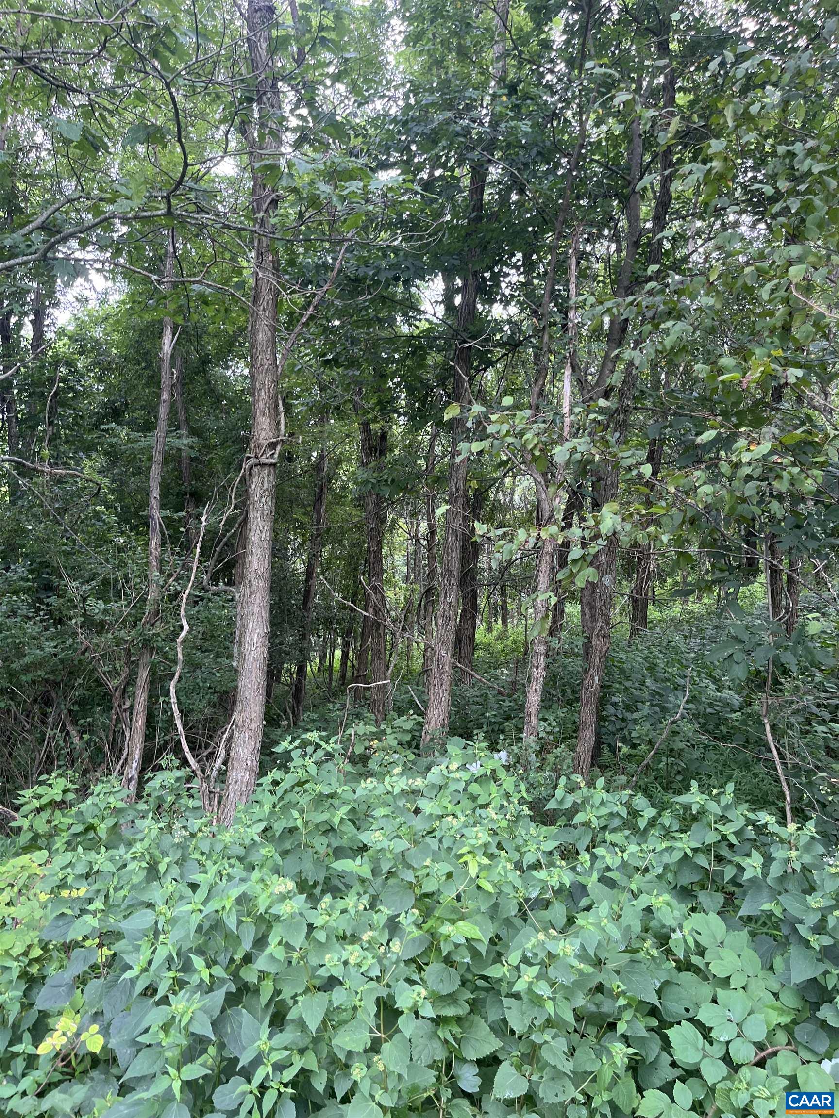 TBD RAVEN WAY, FREE UNION, Virginia 22940, ,Land,TBD RAVEN WAY,680759 MLS # 680759 TBD RAVEN WAY, FREE UNION, Virginia 22940, ,Land,TBD RAVEN WAY,680759 MLS # 680759