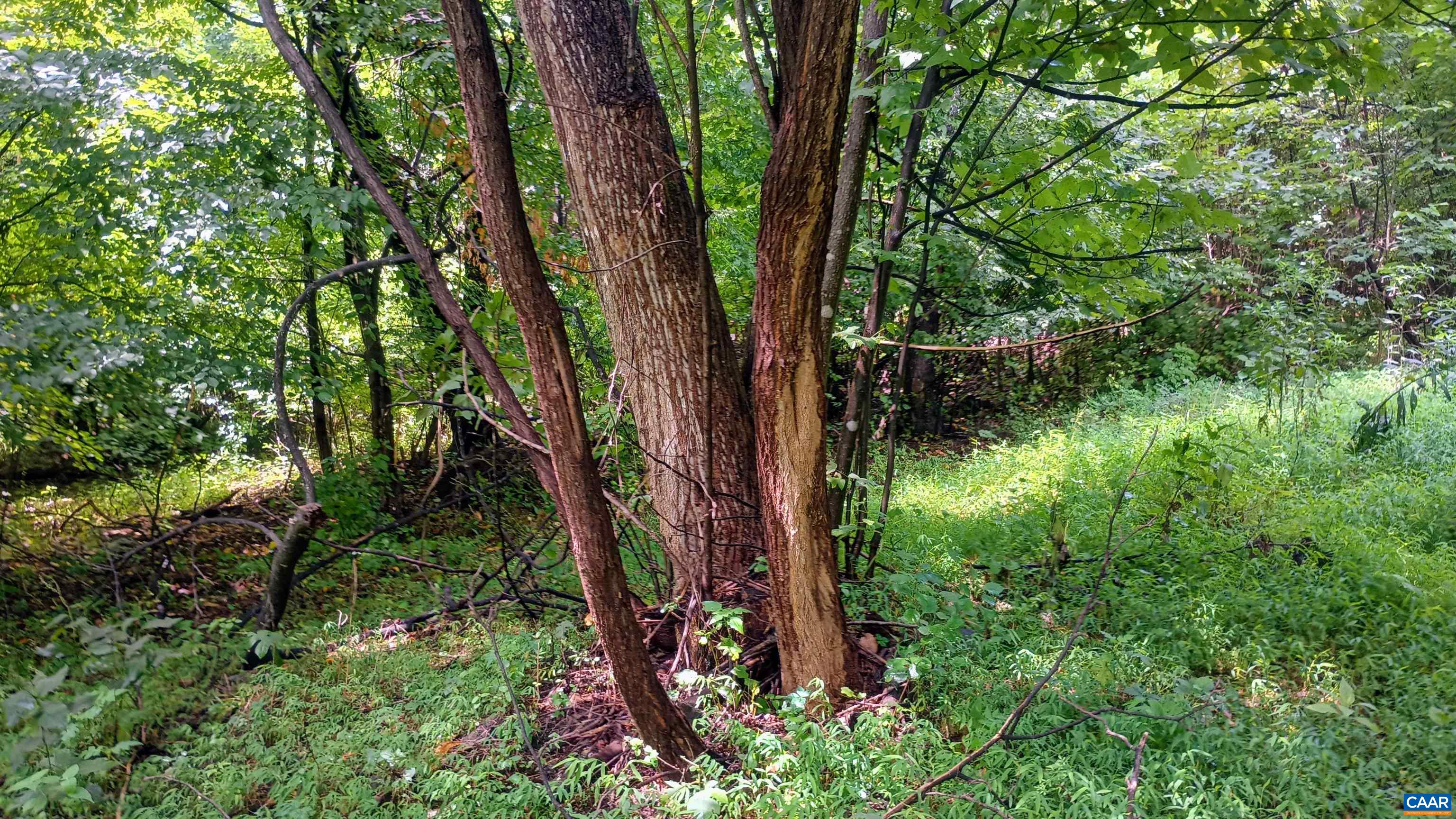 0 BATTERY HILL LN, TYRO, Virginia 22976, ,Land,0 BATTERY HILL LN,680762 MLS # 680762 0 BATTERY HILL LN, TYRO, Virginia 22976, ,Land,0 BATTERY HILL LN,680762 MLS # 680762