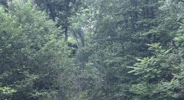 0 MT PARAN CHURCH RD, ELKTON, Virginia 22827, ,Land,0 MT PARAN CHURCH RD,680965 MLS # 680965