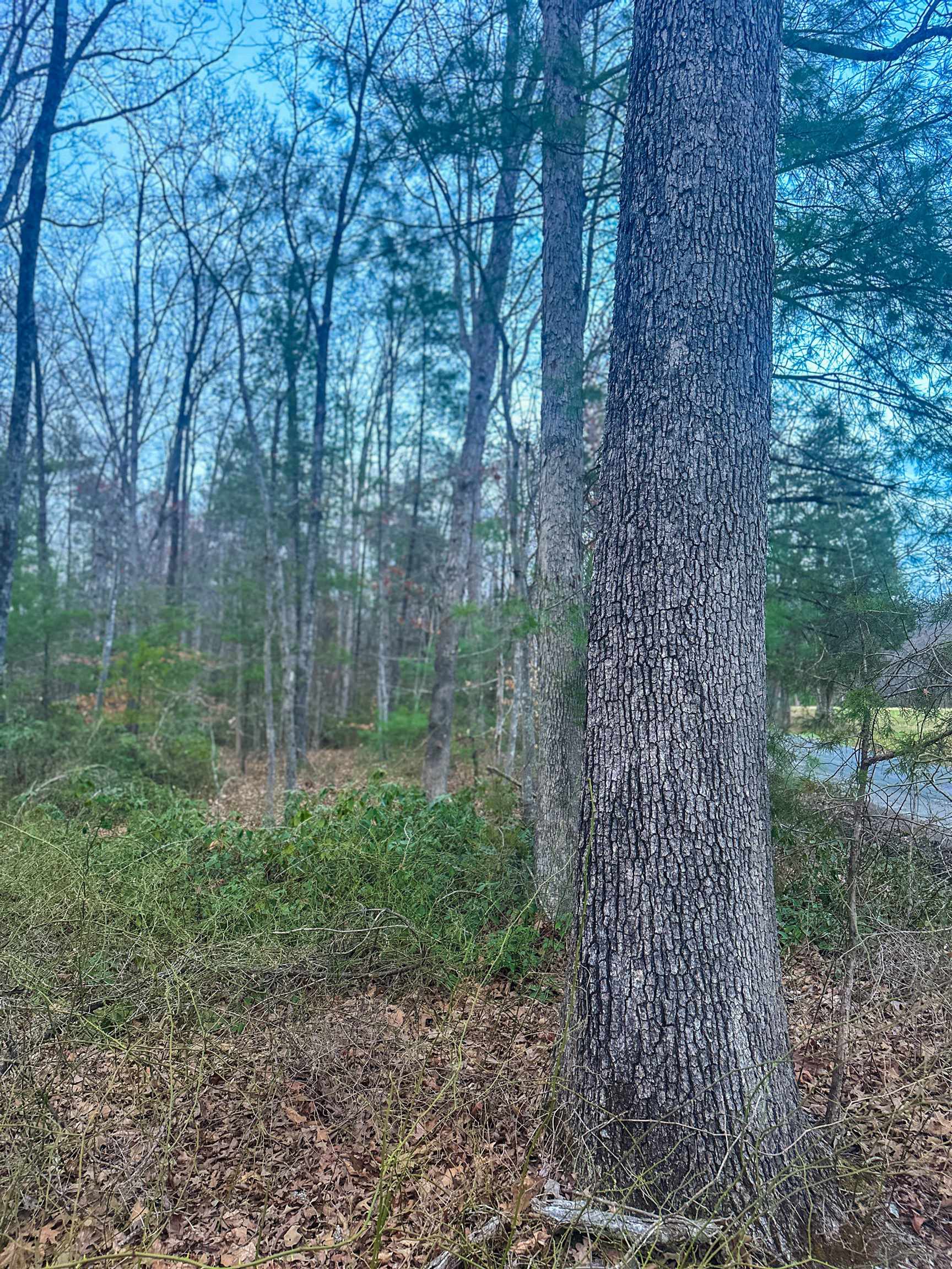 TBD EAST BRANCH LOOP, ROSELAND, Virginia 22967, ,Land,TBD EAST BRANCH LOOP,681027 MLS # 681027