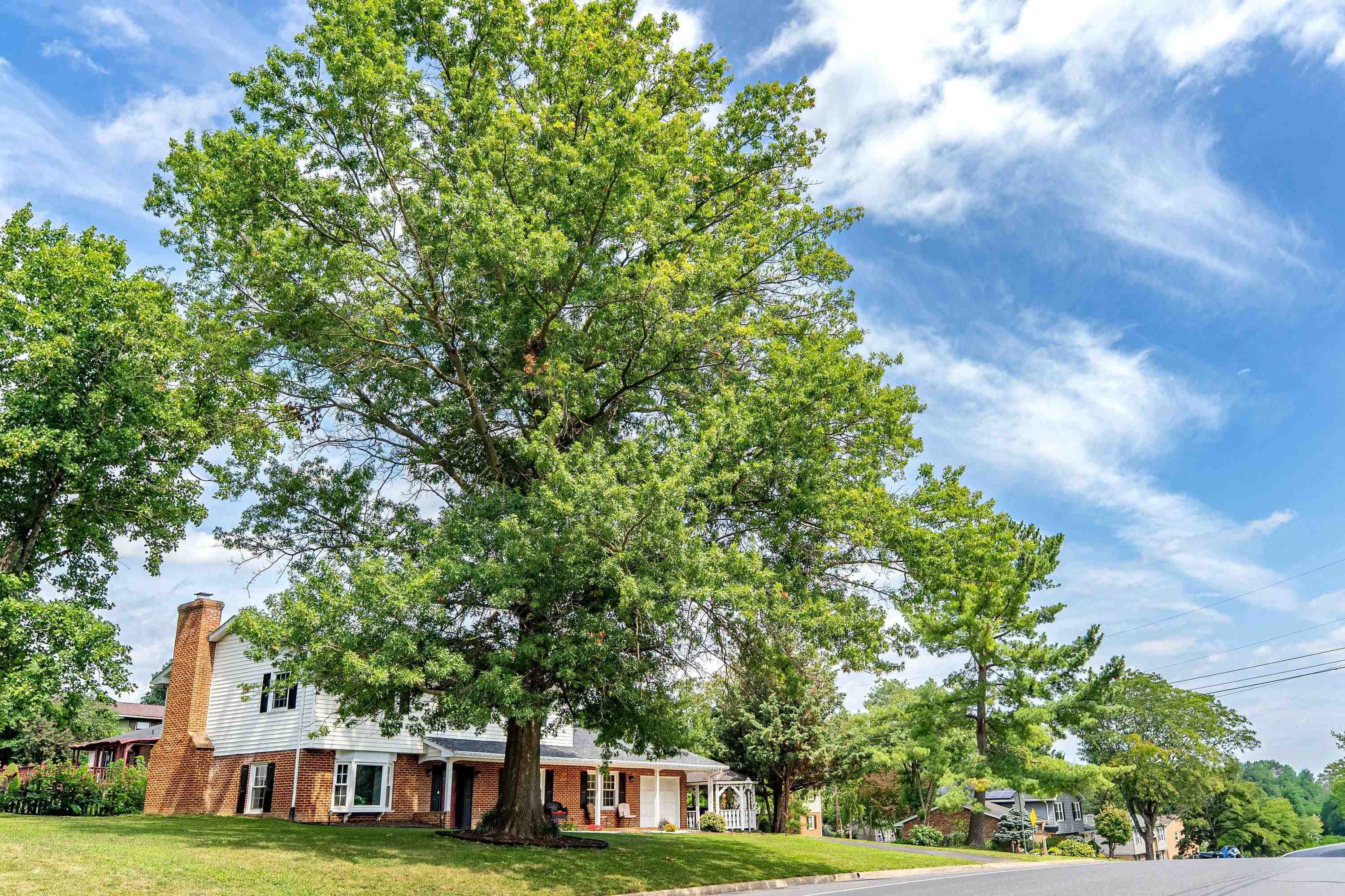 1615 CENTRAL AVE, HARRISONBURG, Virginia 22801, 5 Bedrooms Bedrooms, ,2 BathroomsBathrooms,Residential,1615 CENTRAL AVE,681032 MLS # 681032 1615 CENTRAL AVE, HARRISONBURG, Virginia 22801, 5 Bedrooms Bedrooms, ,2 BathroomsBathrooms,Residential,1615 CENTRAL AVE,681032 MLS # 681032