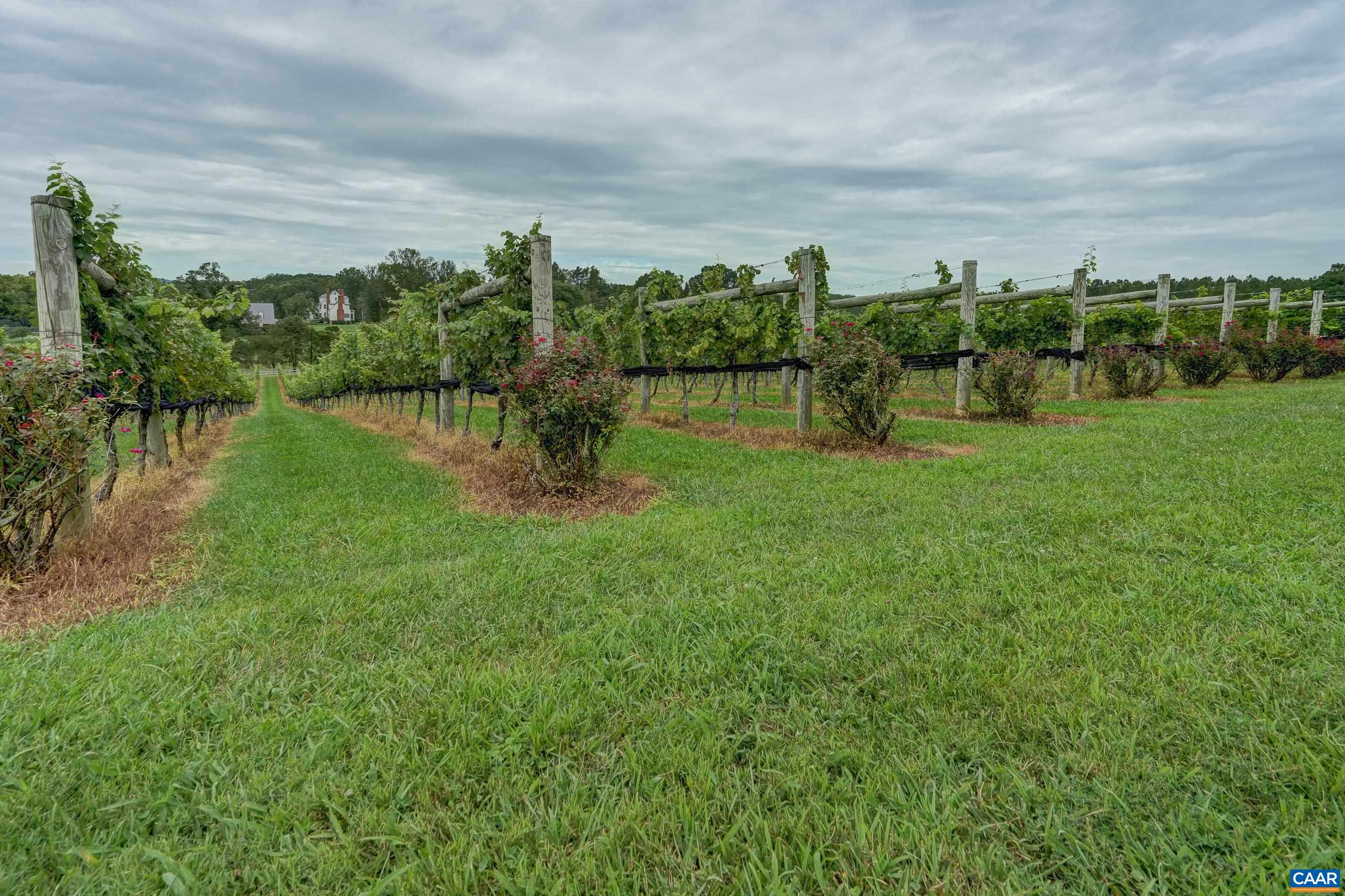 Vineyard