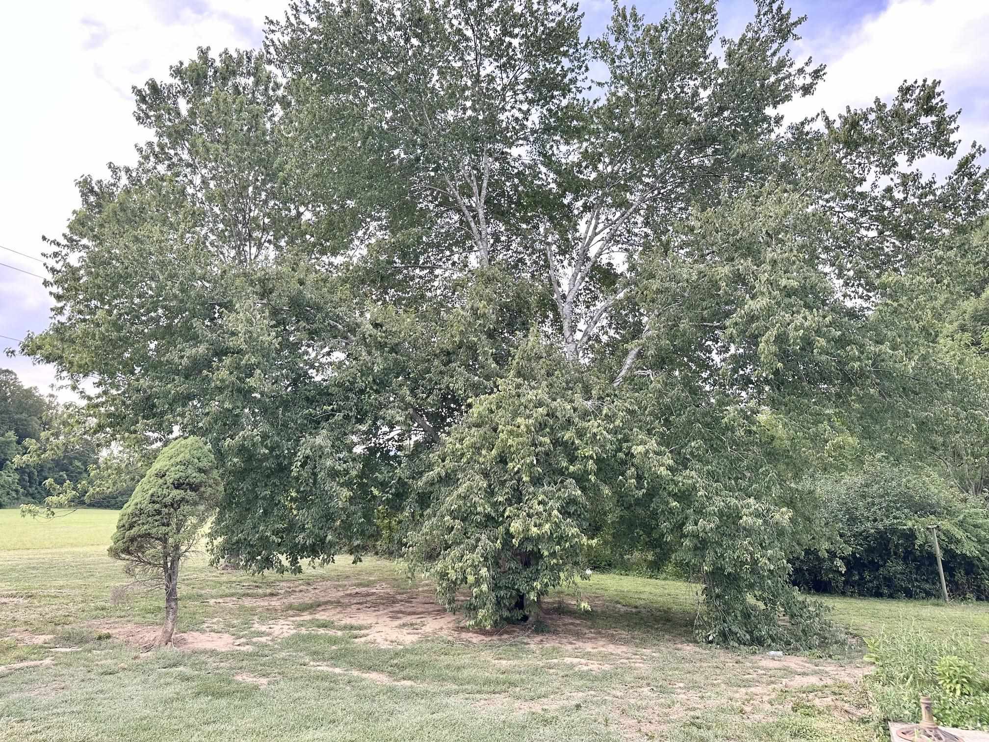 2221 CRABTREE FALLS HWY, MASSIES MILL, Virginia 22967, 3 Bedrooms Bedrooms, ,2 BathroomsBathrooms,Residential,Updates, 1/2 acre lot,2221 CRABTREE FALLS HWY,678592 MLS # 678592 2221 CRABTREE FALLS HWY, MASSIES MILL, Virginia 22967, 3 Bedrooms Bedrooms, ,2 BathroomsBathrooms,Residential,Updates, 1/2 acre lot,2221 CRABTREE FALLS HWY,678592 MLS # 678592