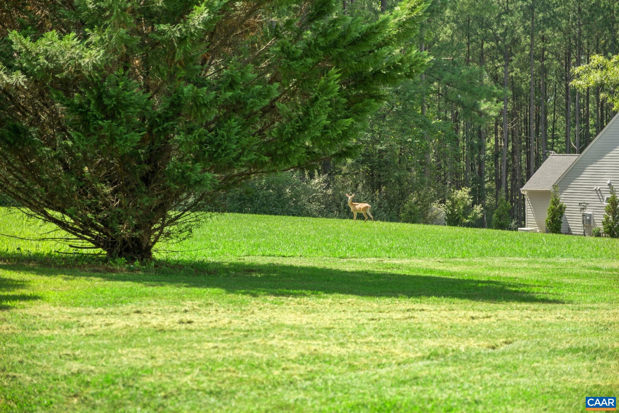 Deer visited on picture day! Deer visited on picture day!