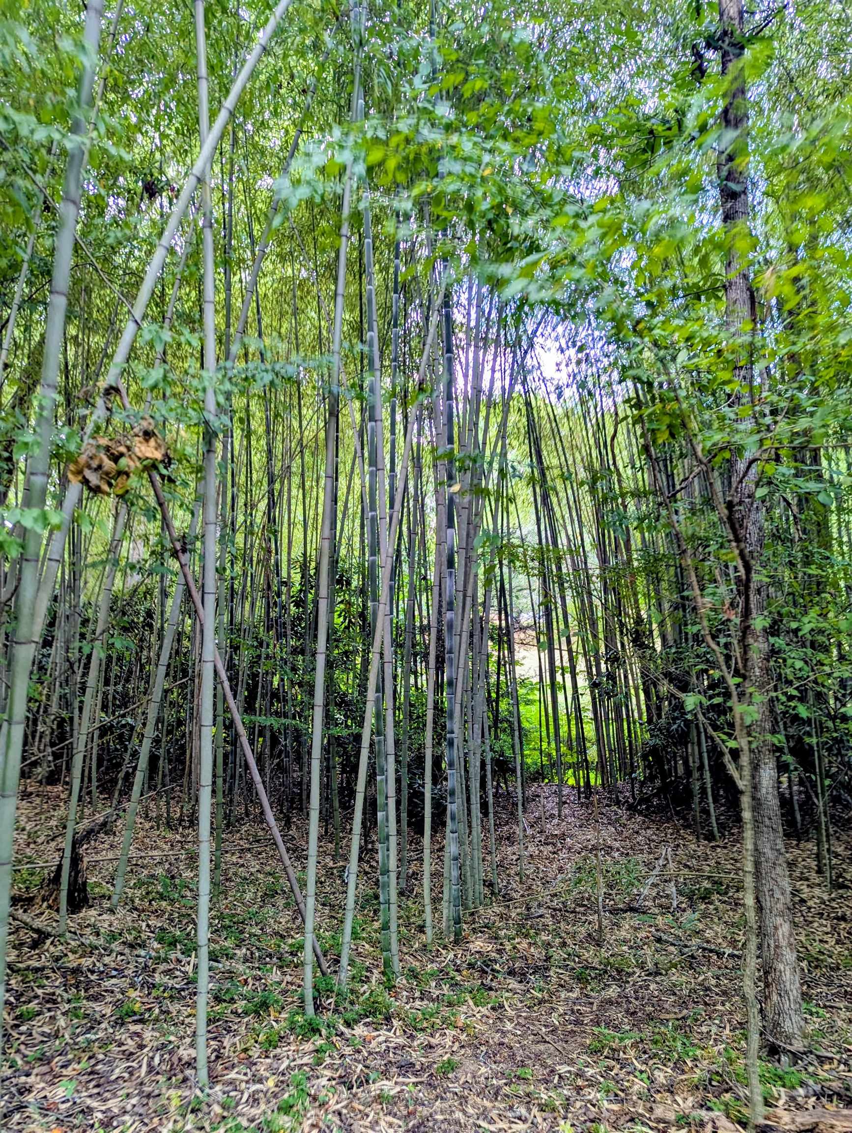 TBD BURTON LAKE RD, CHATHAM, Virginia 24531, ,Land,TBD BURTON LAKE RD,681356 MLS # 681356