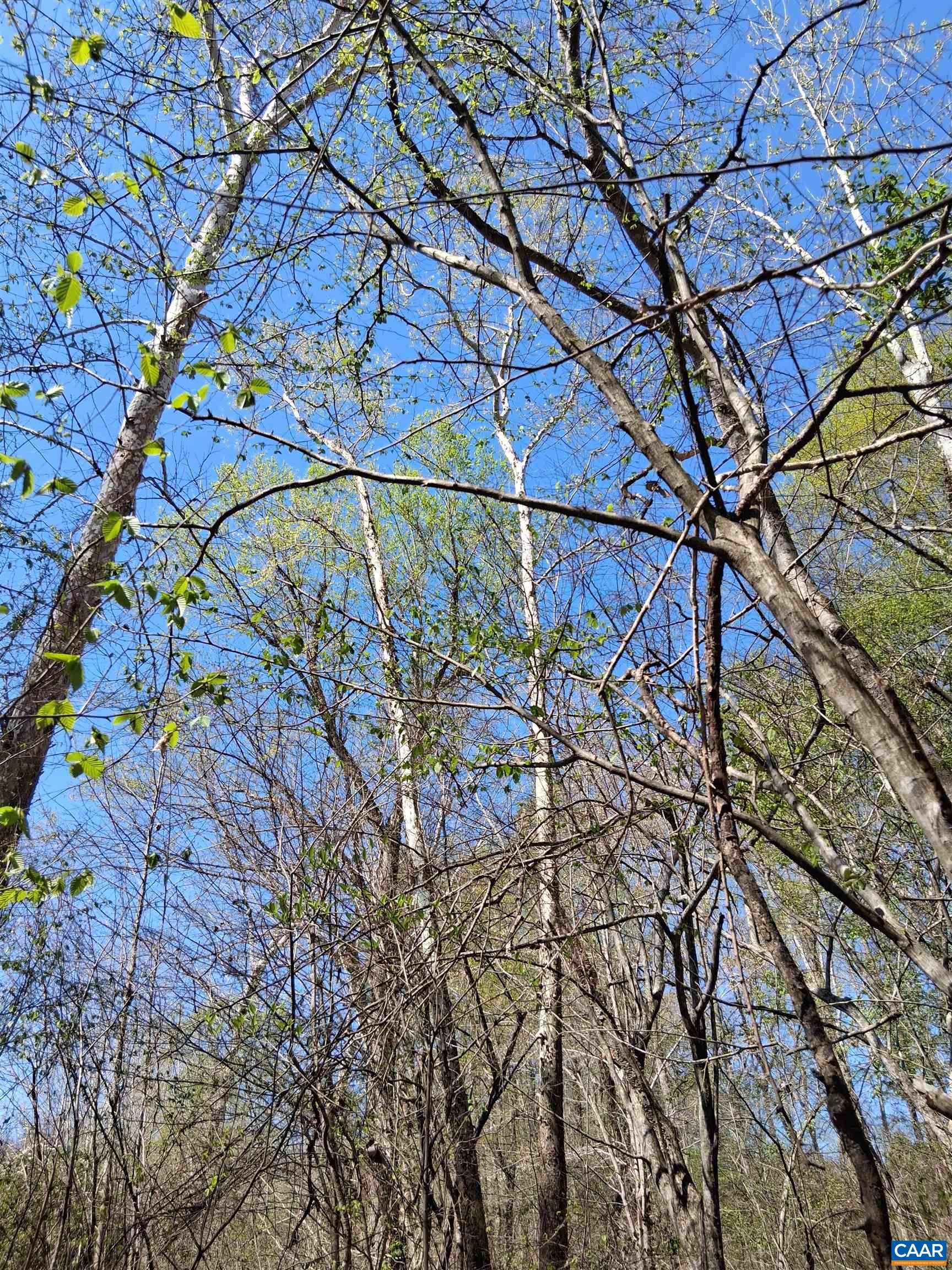 Lot 3 RIDGE RD, PALMYRA, Virginia 22963, ,Land,Elsie Lane, Lot 3,Lot 3 RIDGE RD,681325 MLS # 681325