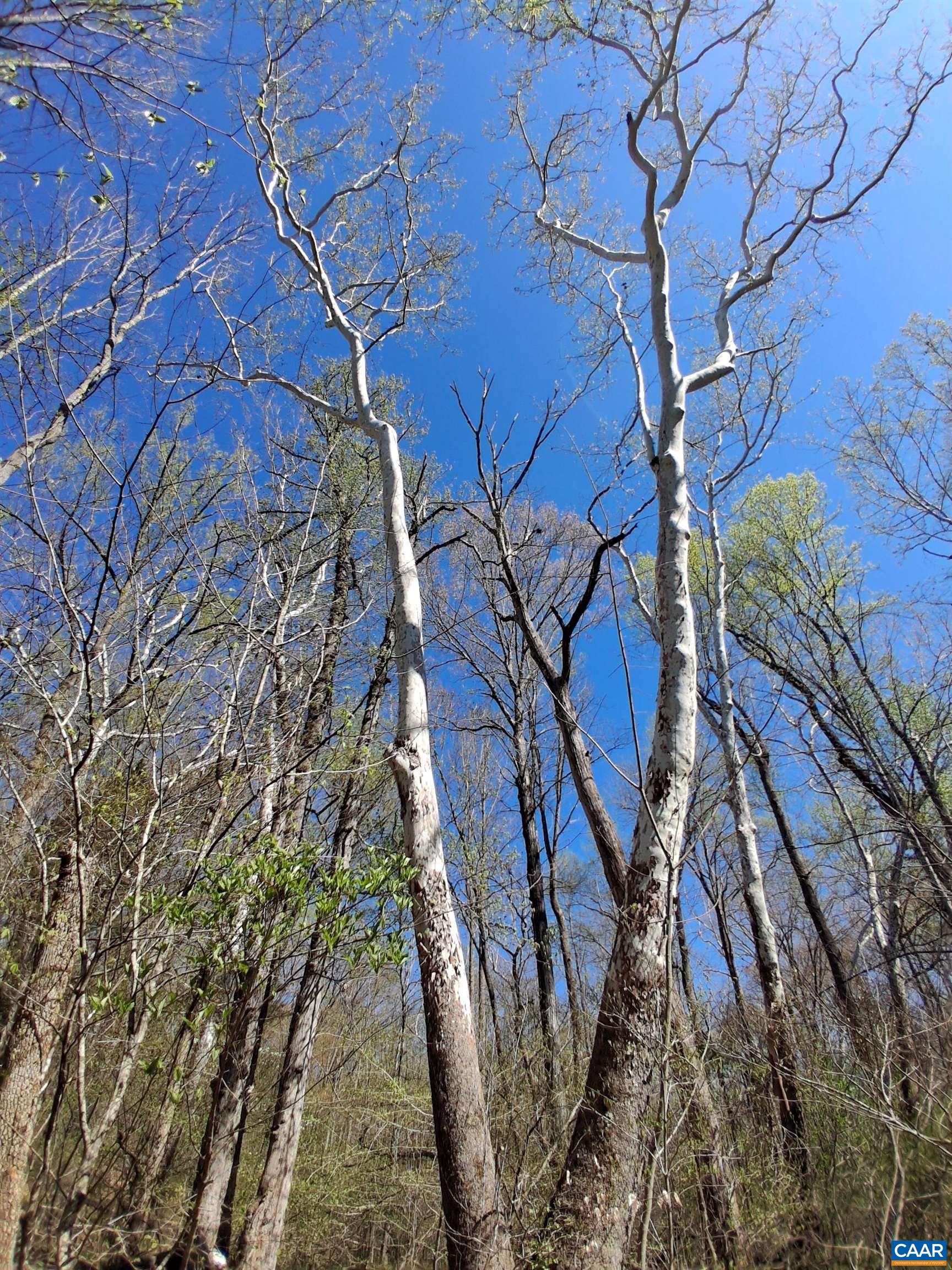 Lot 3 RIDGE RD, PALMYRA, Virginia 22963, ,Land,Elsie Lane, Lot 3,Lot 3 RIDGE RD,681325 MLS # 681325