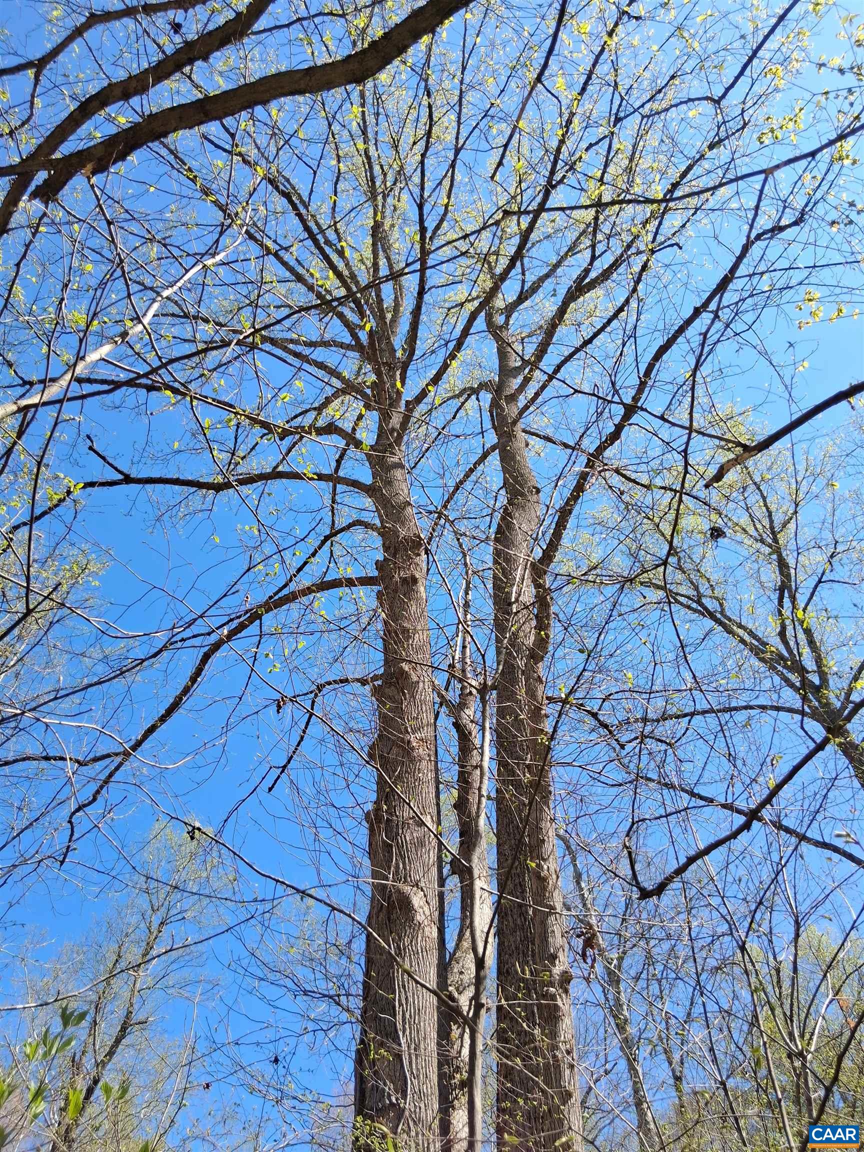 Lot 3 RIDGE RD, PALMYRA, Virginia 22963, ,Land,Elsie Lane, Lot 3,Lot 3 RIDGE RD,681325 MLS # 681325
