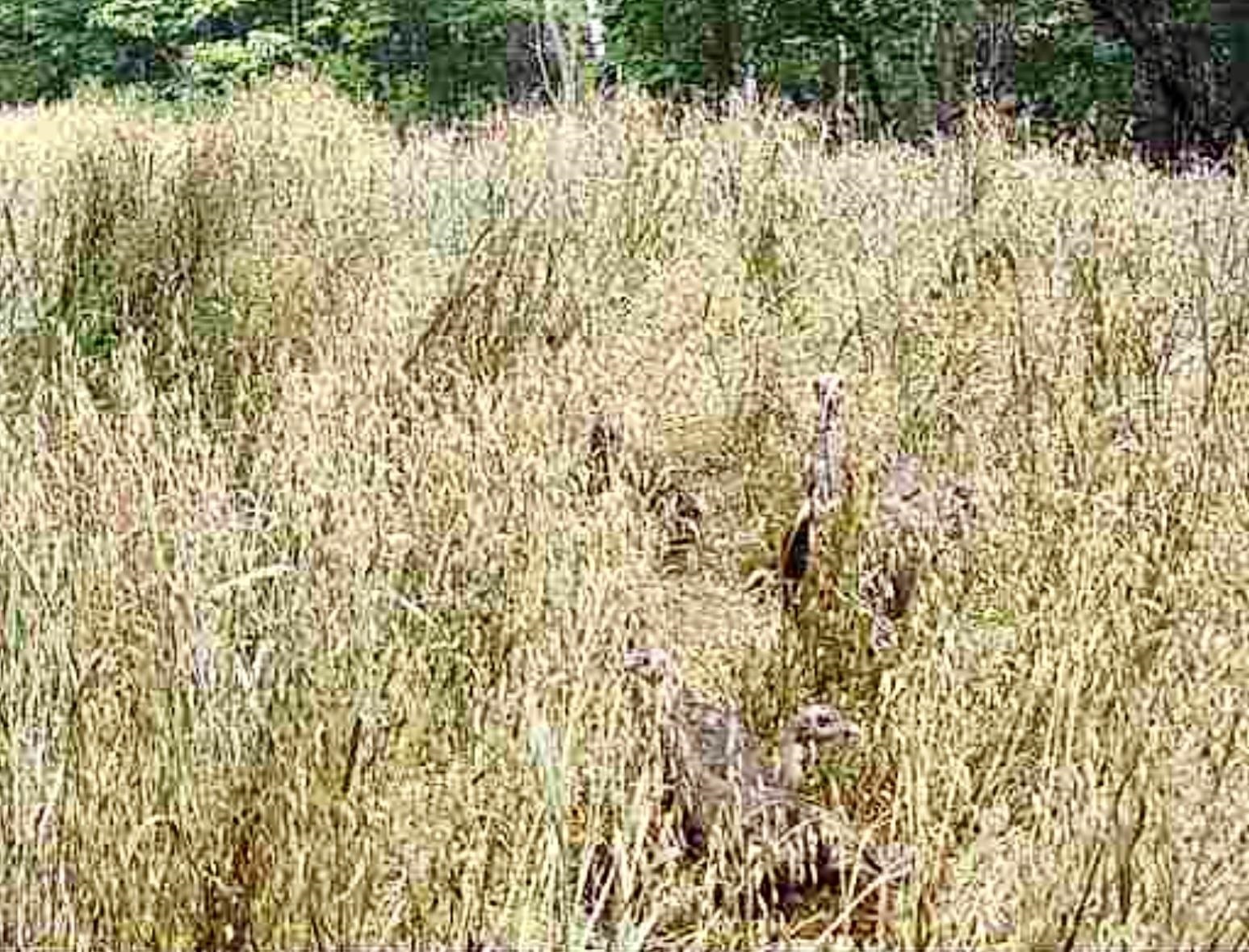 1025 WATERLOO DR, LEXINGTON, Virginia 24450, ,Farm,1025 WATERLOO DR,681422 MLS # 681422 1025 WATERLOO DR, LEXINGTON, Virginia 24450, ,Farm,1025 WATERLOO DR,681422 MLS # 681422