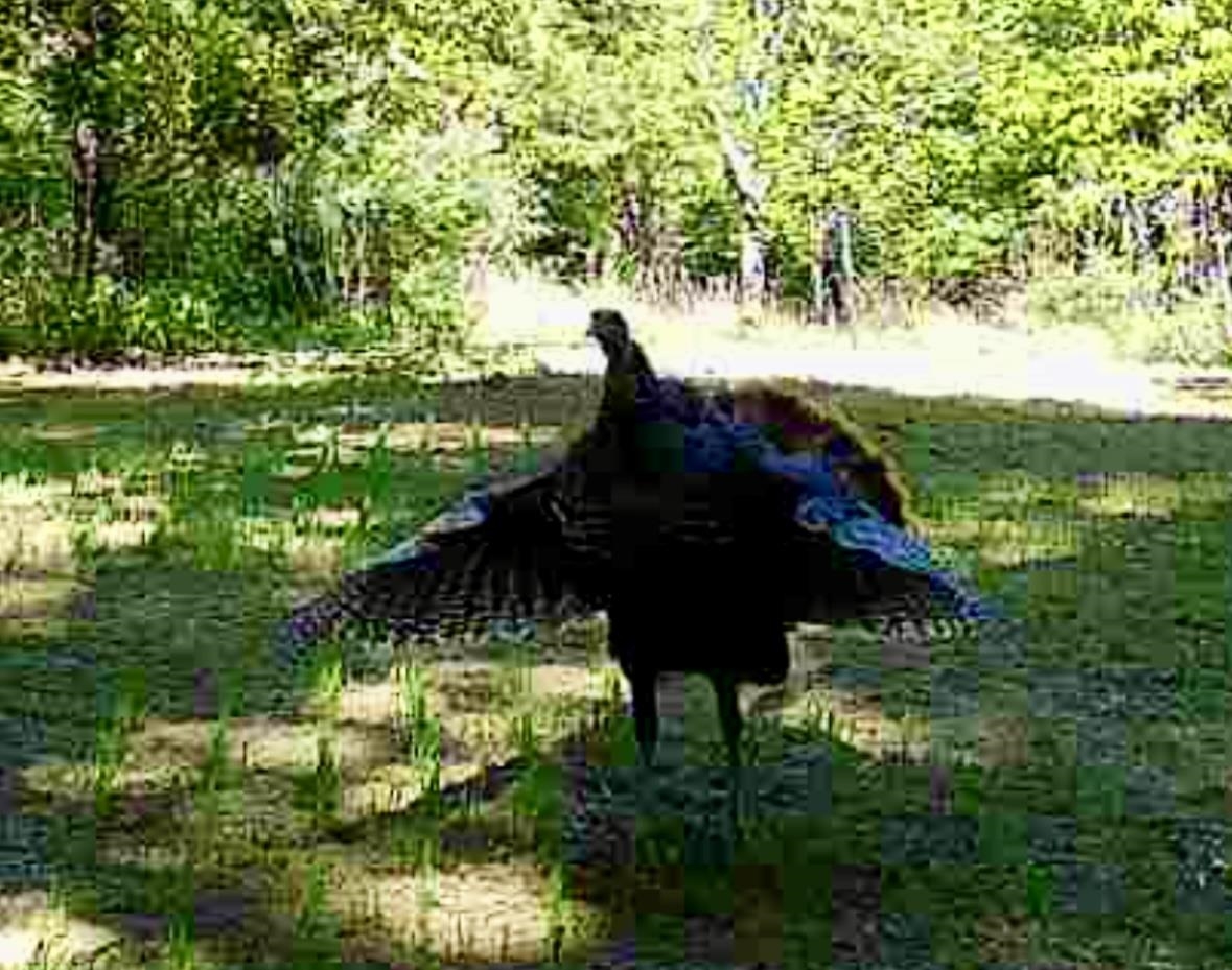 1025 WATERLOO DR, LEXINGTON, Virginia 24450, ,Farm,1025 WATERLOO DR,681422 MLS # 681422 1025 WATERLOO DR, LEXINGTON, Virginia 24450, ,Farm,1025 WATERLOO DR,681422 MLS # 681422