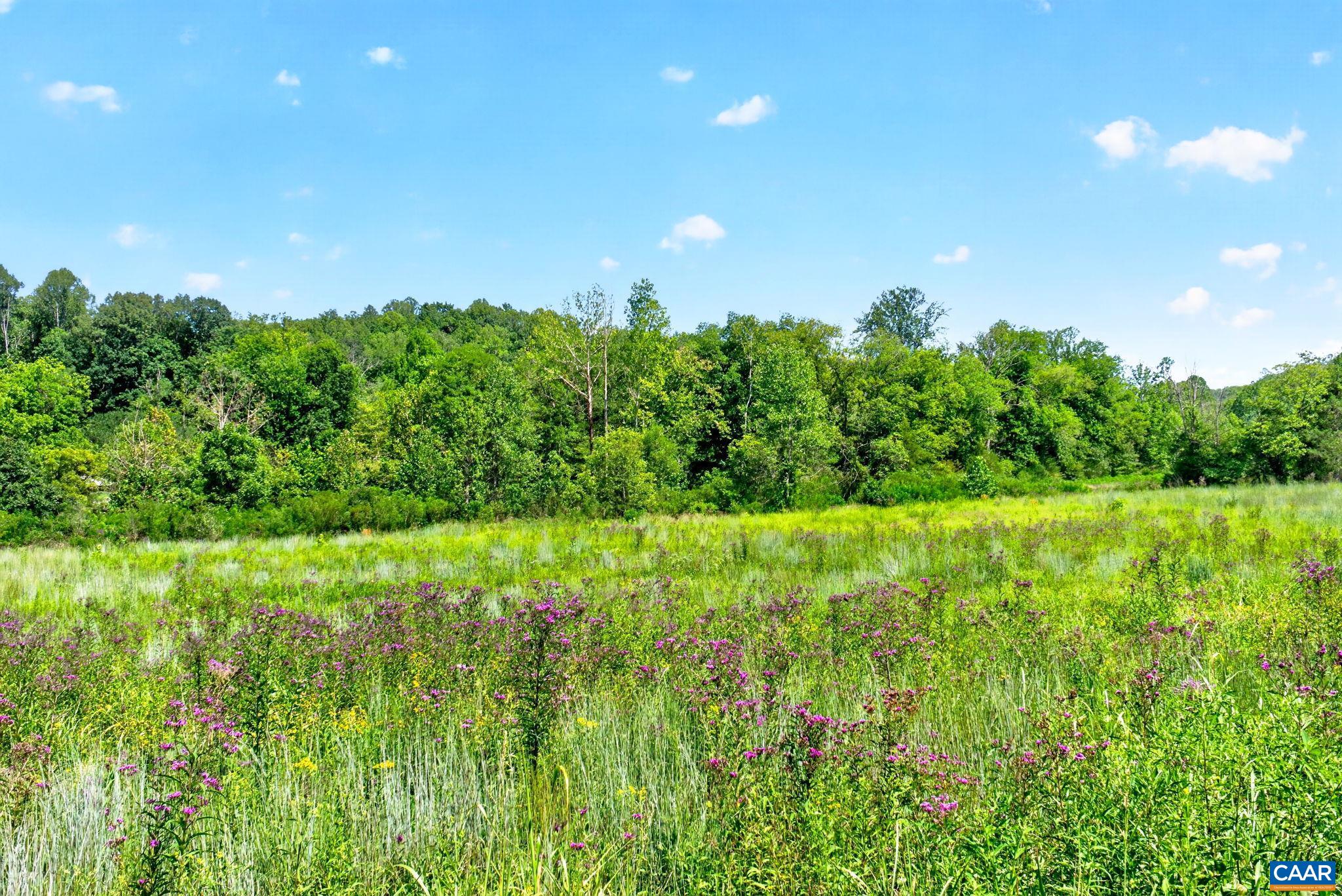 Wonderful pasture wildflowers and grasses. Wonderful pasture wildflowers and grasses.