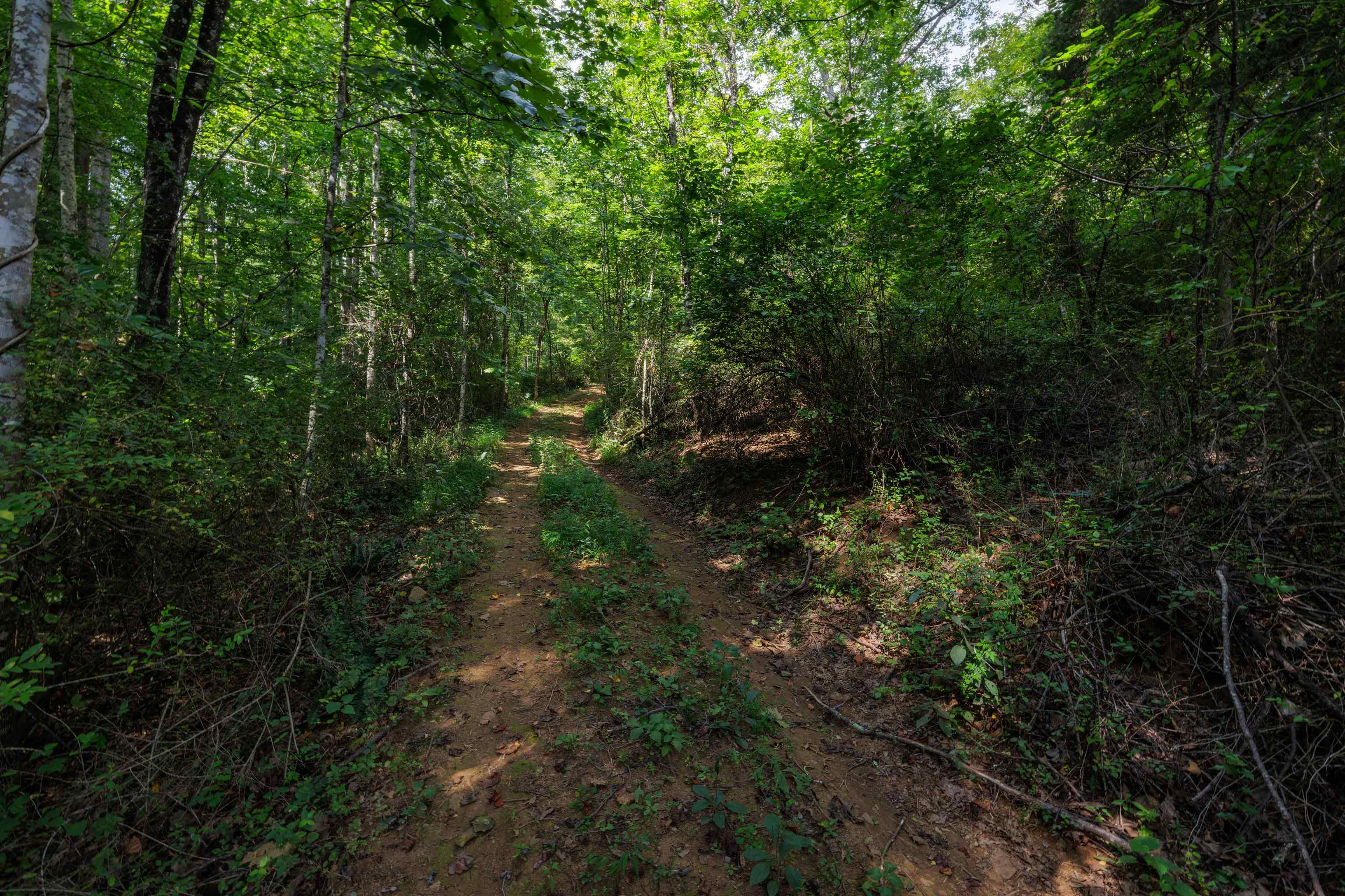 TBD POUNDING BRANCH RD, AFTON, Virginia 22920, ,Land,TBD POUNDING BRANCH RD,681833 MLS # 681833 TBD POUNDING BRANCH RD, AFTON, Virginia 22920, ,Land,TBD POUNDING BRANCH RD,681833 MLS # 681833
