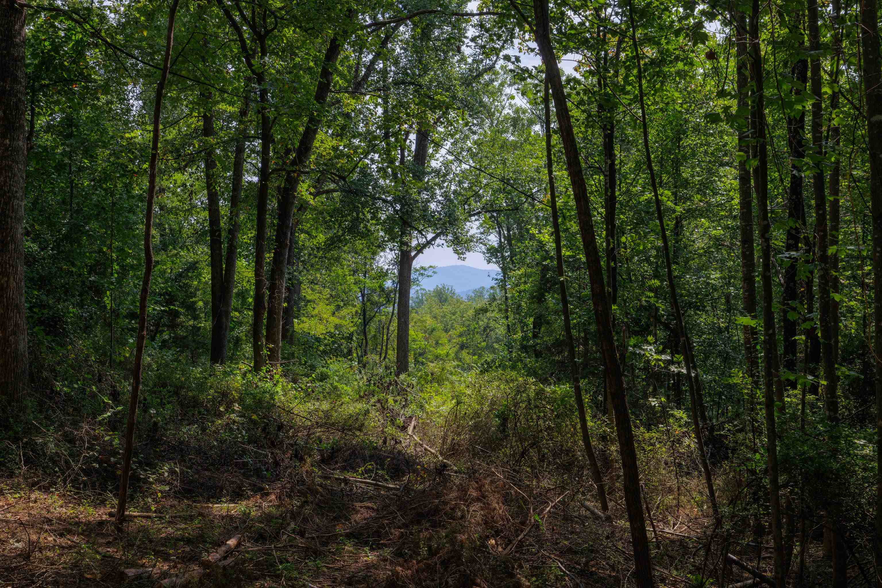 TBD POUNDING BRANCH RD, AFTON, Virginia 22920, ,Land,TBD POUNDING BRANCH RD,681833 MLS # 681833 TBD POUNDING BRANCH RD, AFTON, Virginia 22920, ,Land,TBD POUNDING BRANCH RD,681833 MLS # 681833
