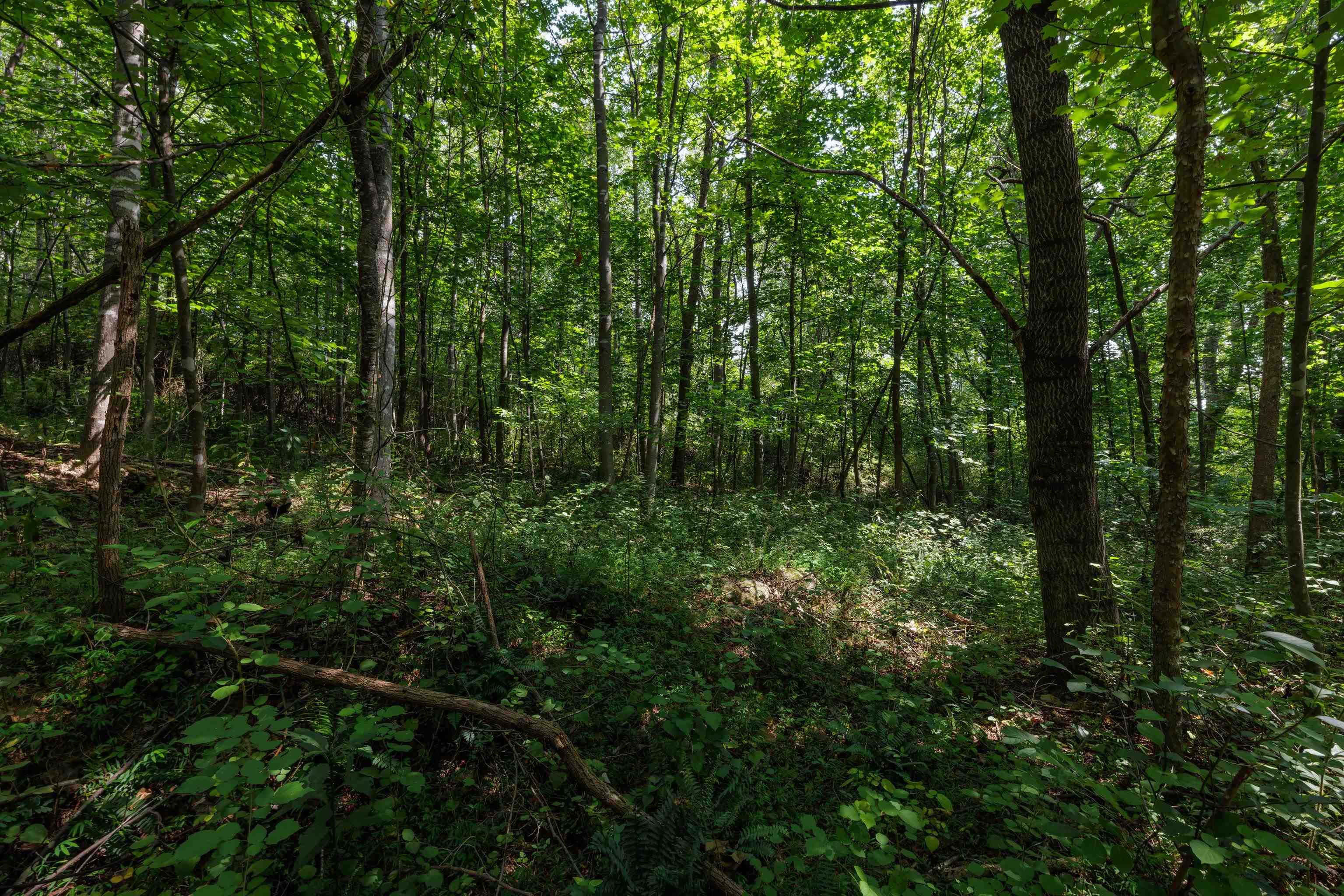 TBD POUNDING BRANCH RD, AFTON, Virginia 22920, ,Land,TBD POUNDING BRANCH RD,681833 MLS # 681833 TBD POUNDING BRANCH RD, AFTON, Virginia 22920, ,Land,TBD POUNDING BRANCH RD,681833 MLS # 681833